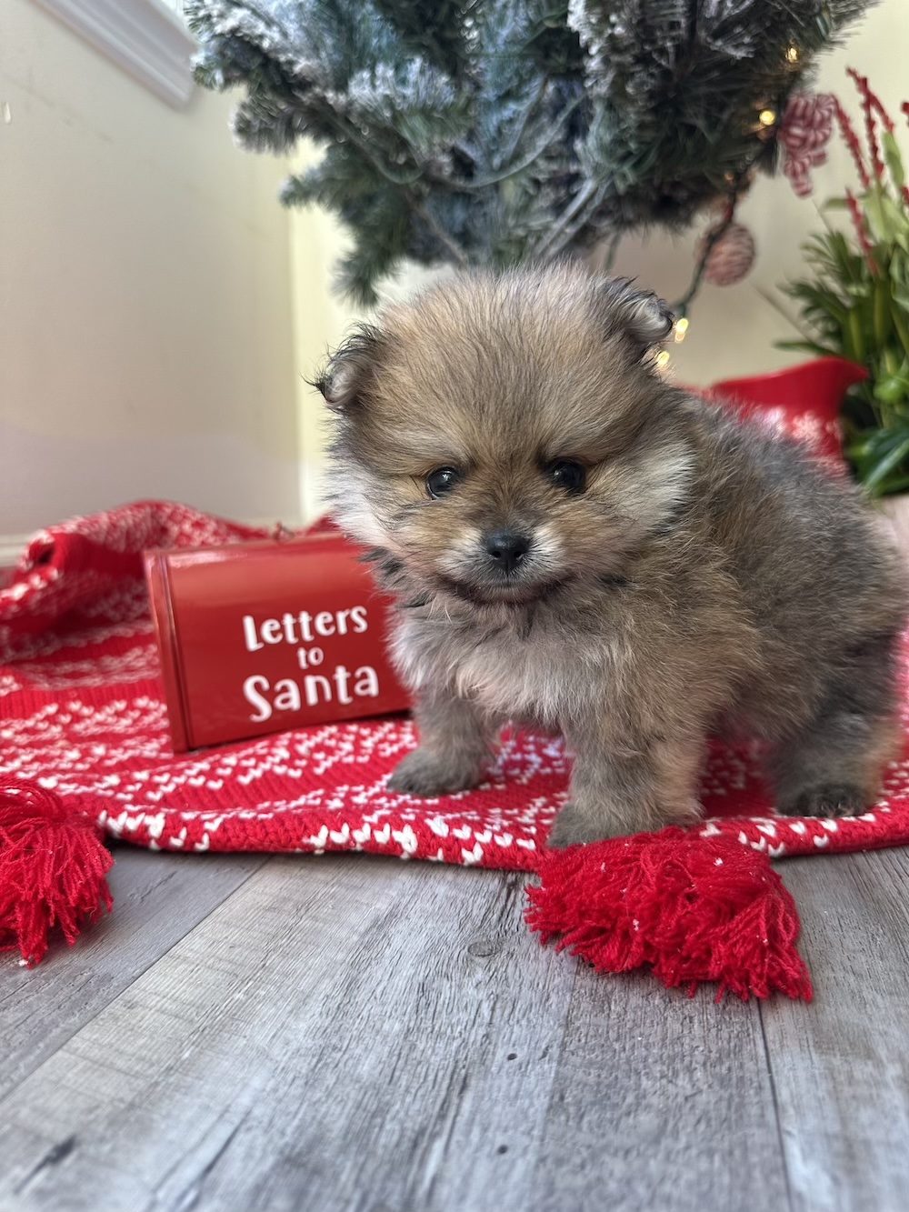 Lola, a Female Pomeranian puppy