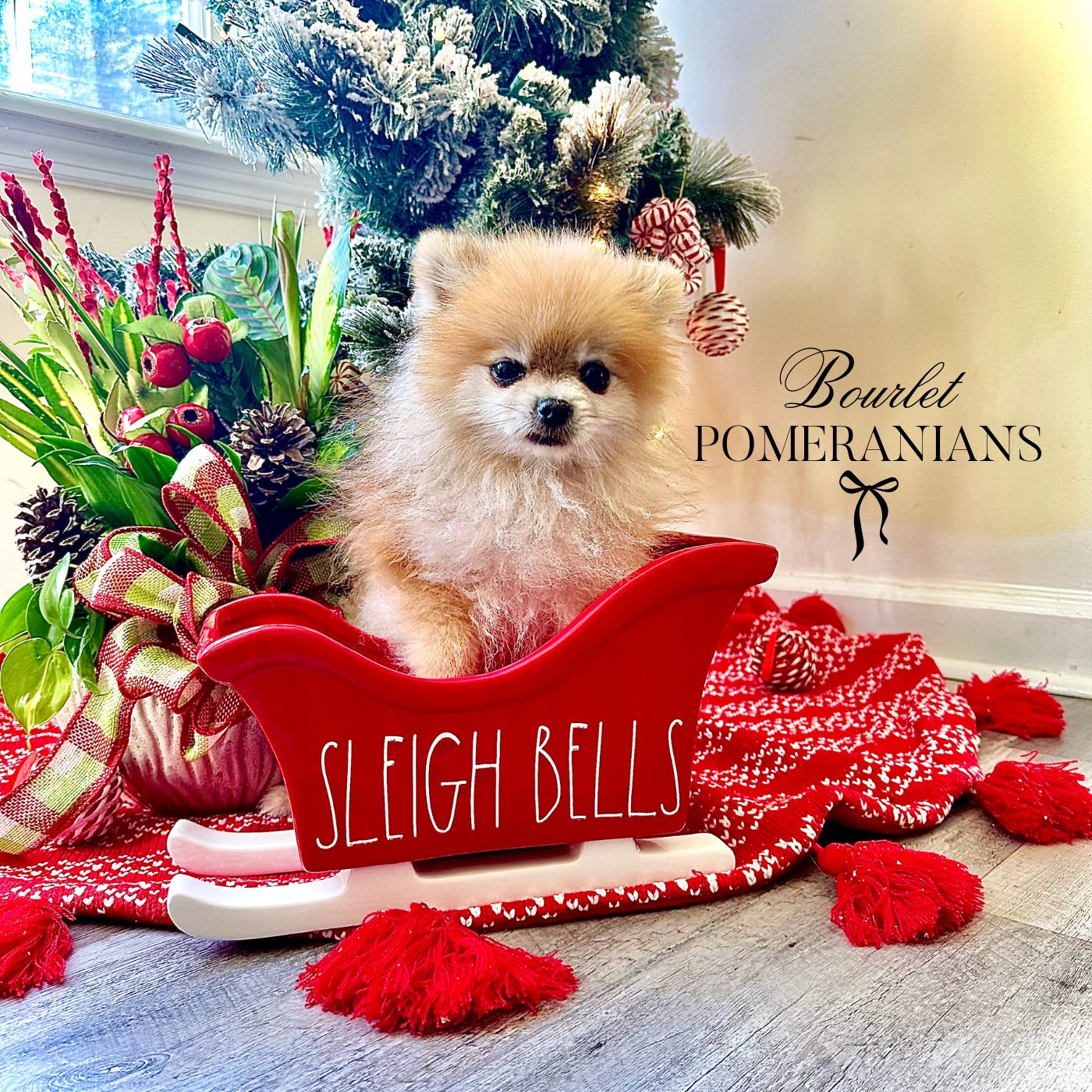 Tyrion, a Pomeranian sire at Bourlet Pomeranians
