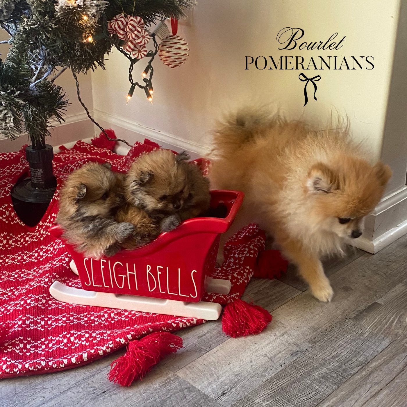 Tyrion, a Pomeranian sire at Bourlet Pomeranians