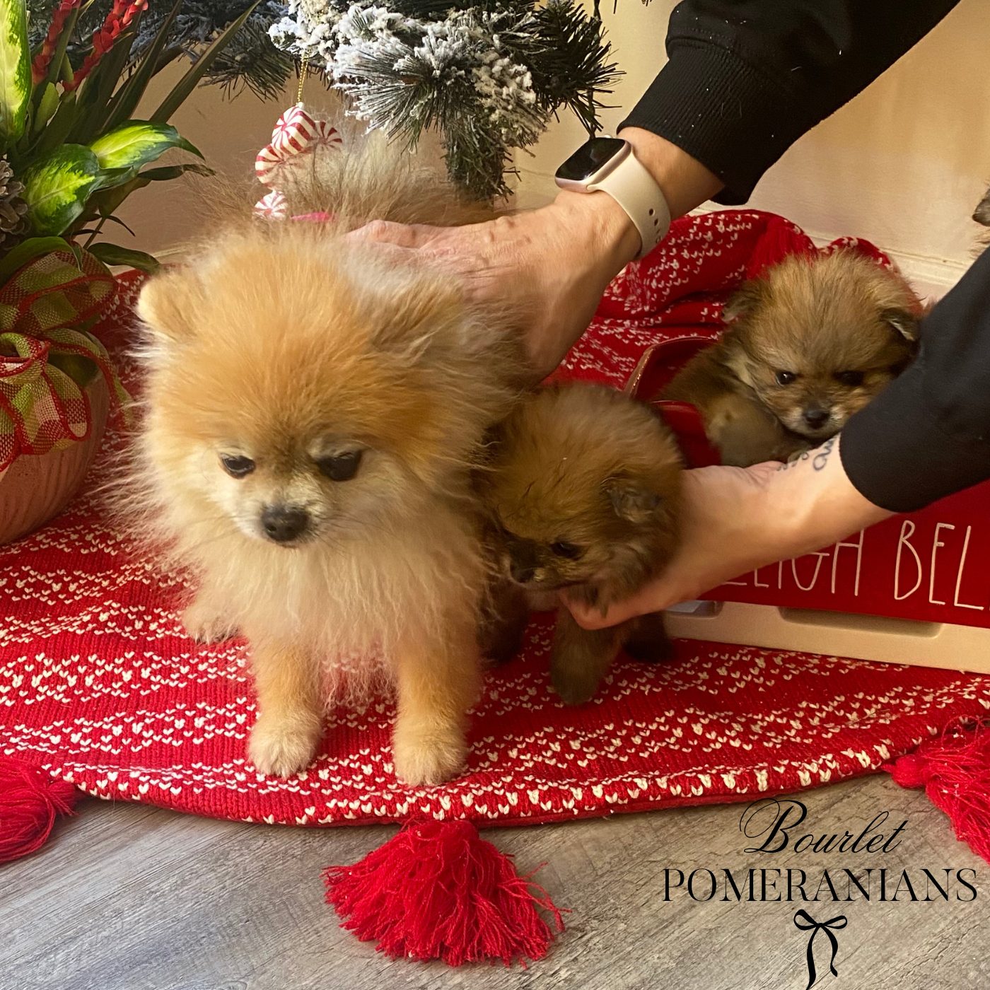 Tyrion, a Pomeranian sire at Bourlet Pomeranians