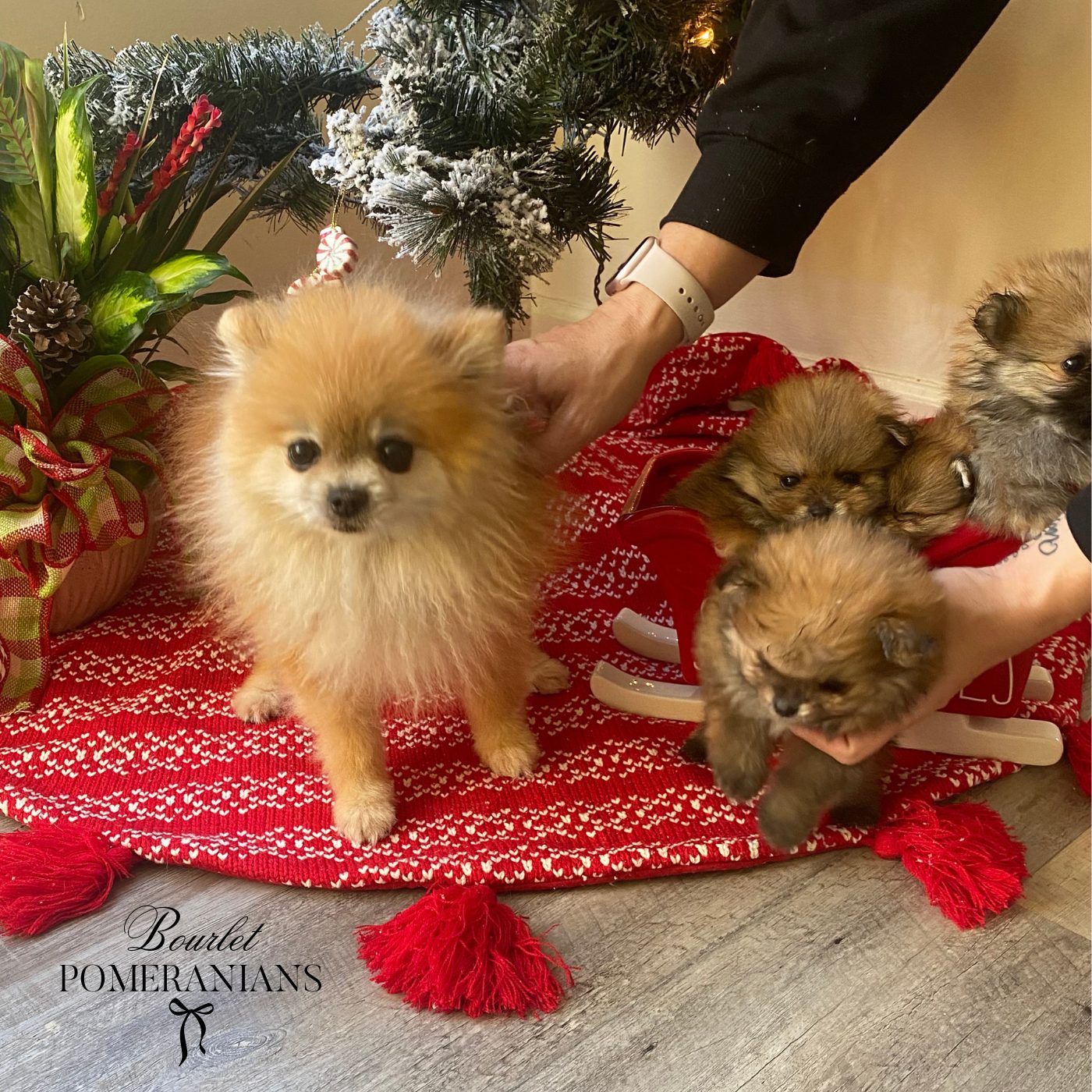 Tyrion, a Pomeranian sire at Bourlet Pomeranians