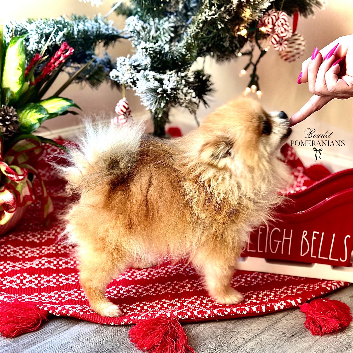 Tyrion, a Pomeranian sire at Bourlet Pomeranians
