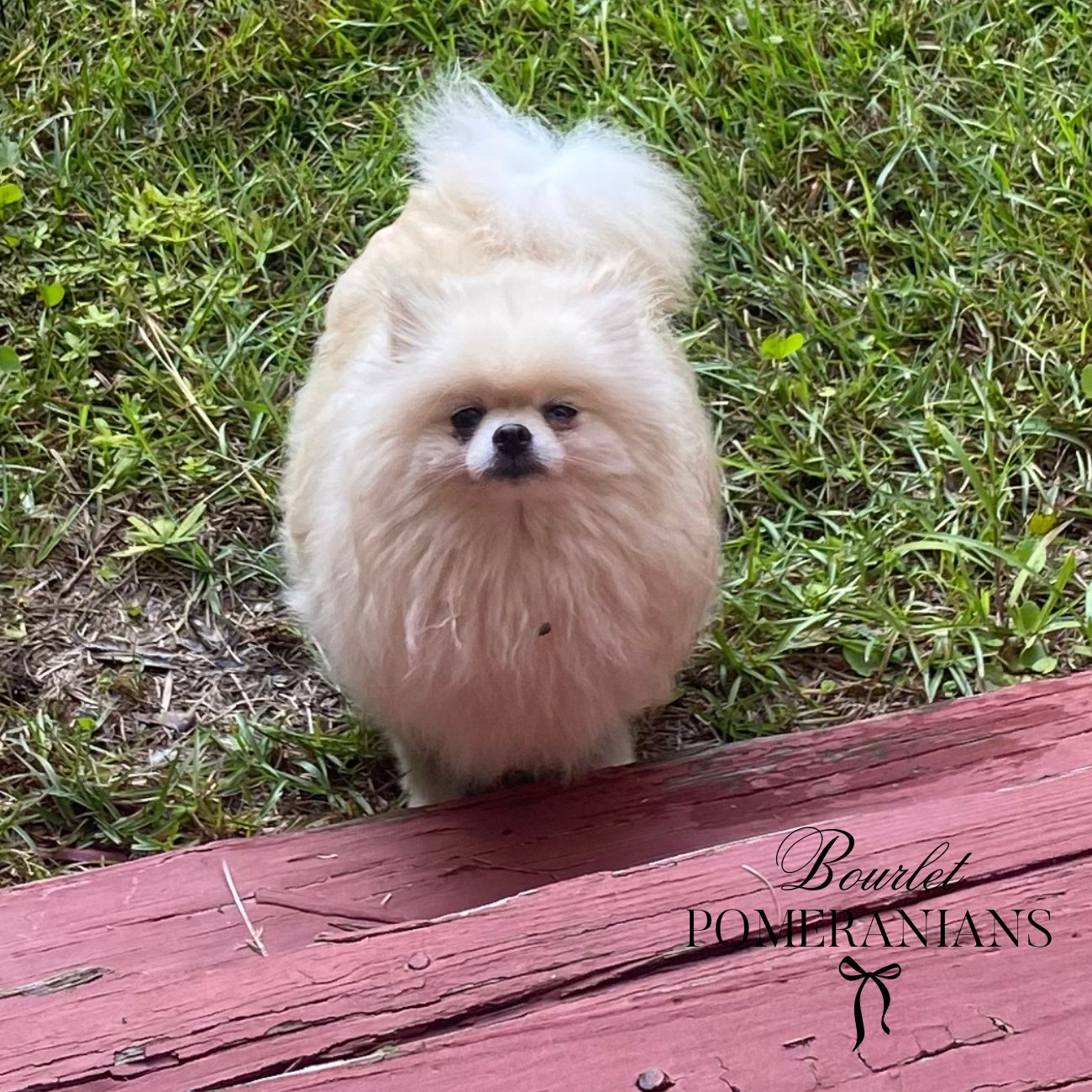 Daenerys, a Pomeranian dam at Bourlet Pomeranians