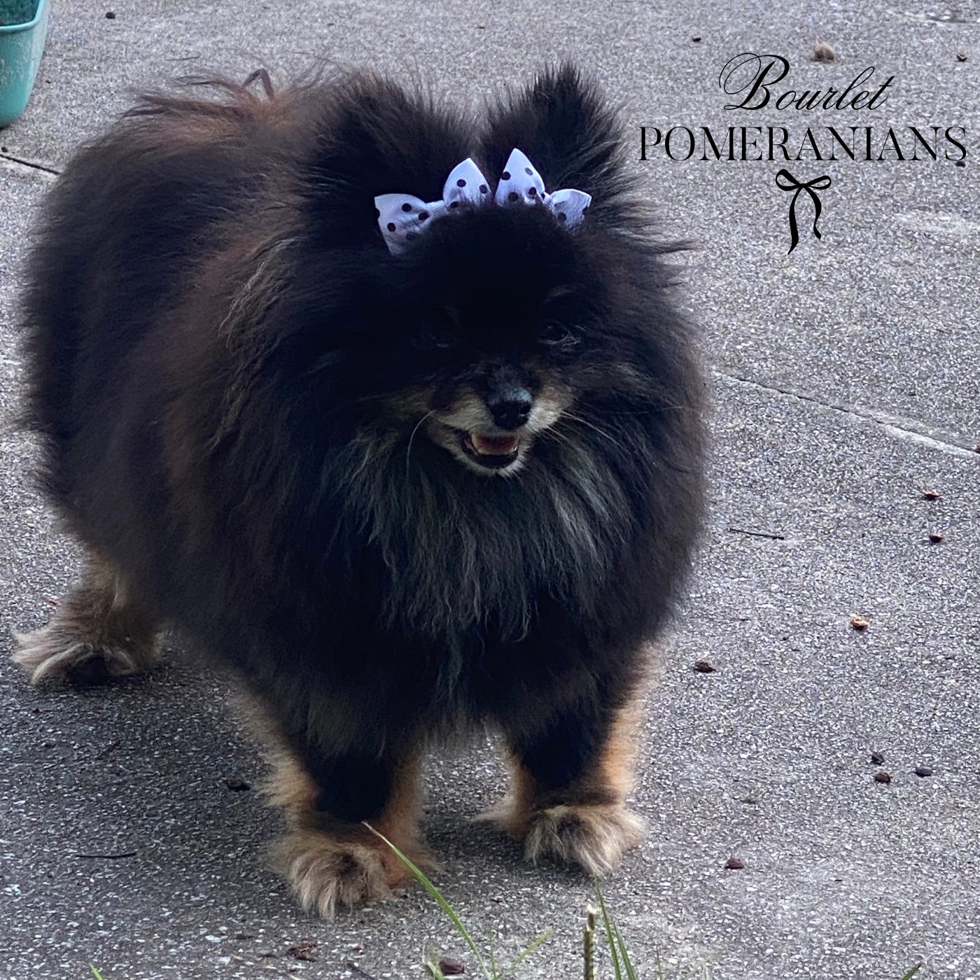 Raven, a Pomeranian dam at Bourlet Pomeranians