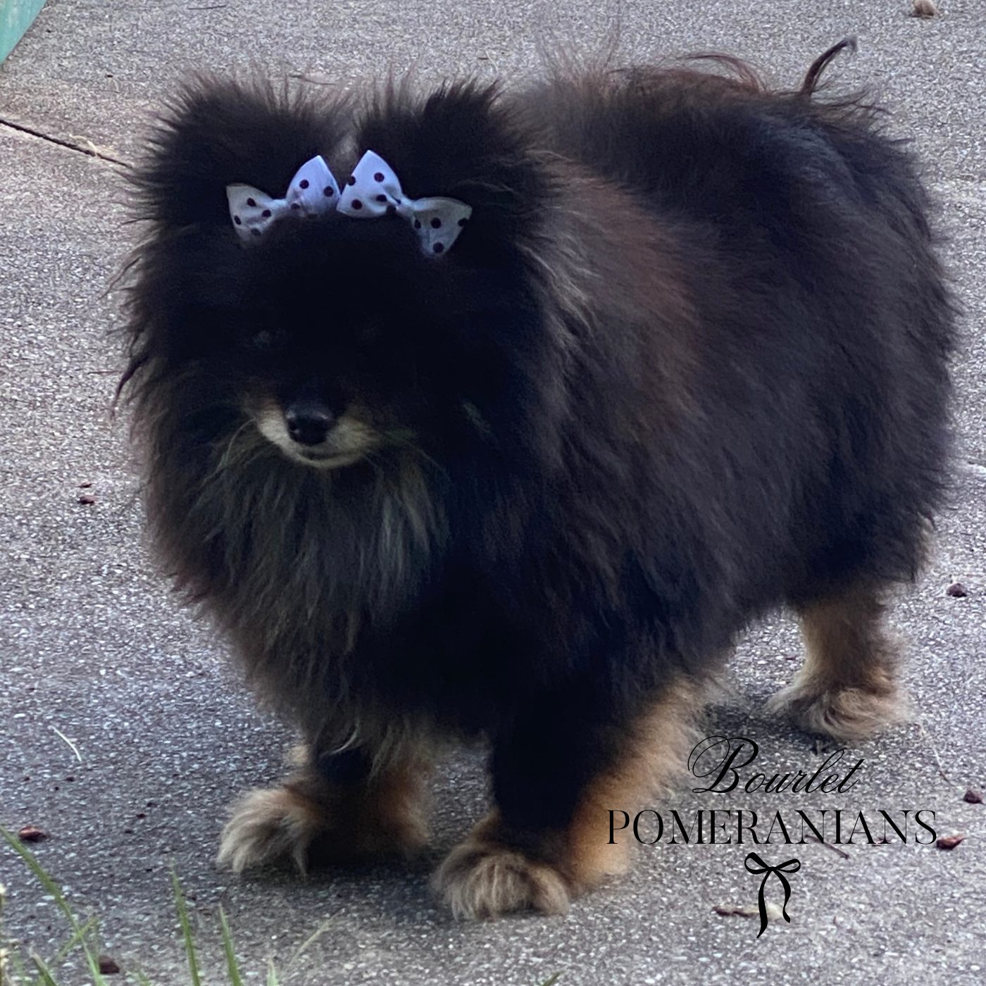 Raven, a Pomeranian dam at Bourlet Pomeranians