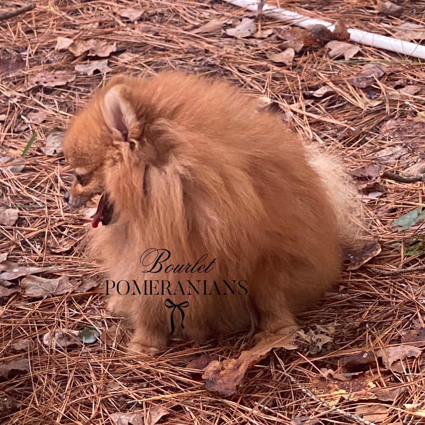 REd, a Pomeranian dam at Bourlet Pomeranians