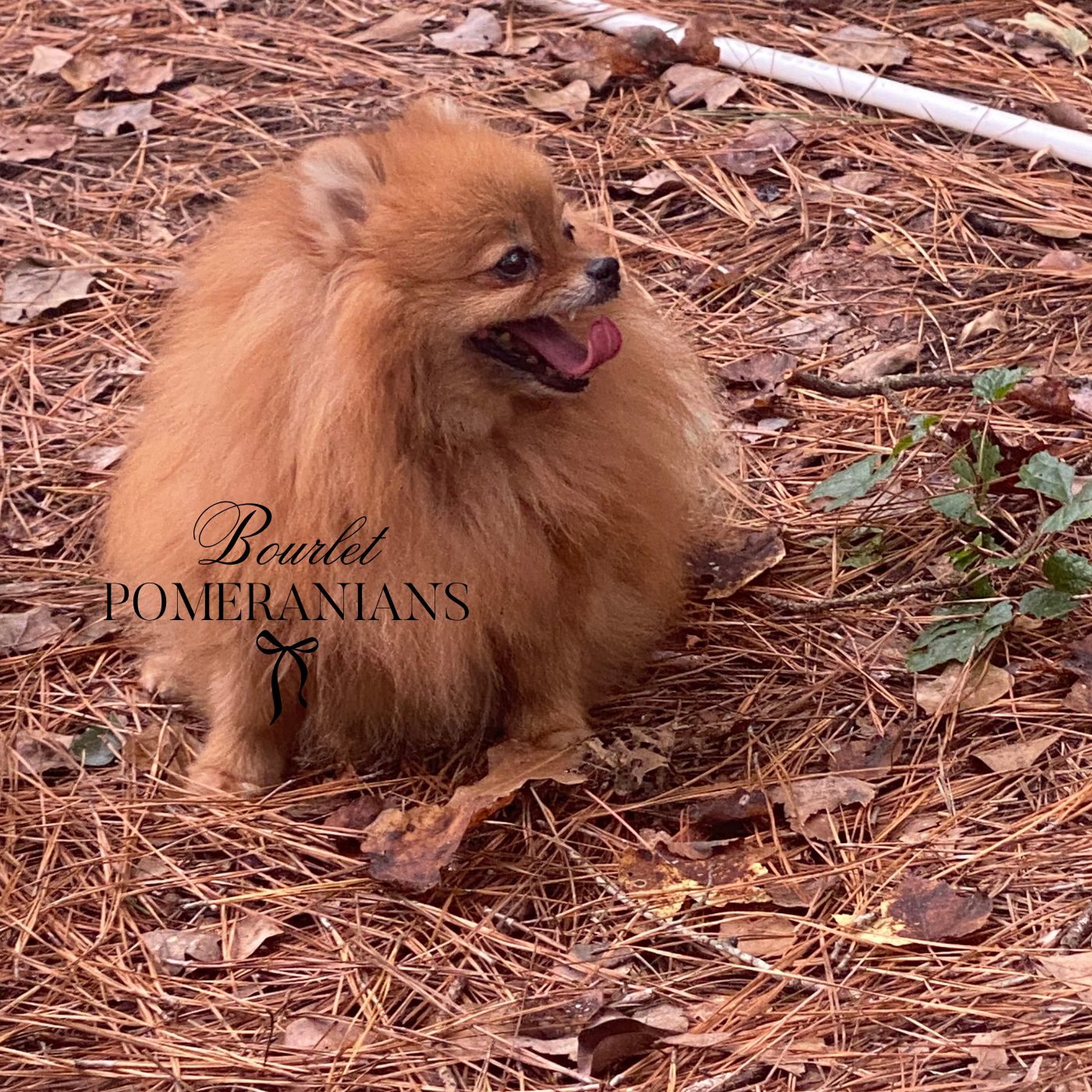 REd, a Pomeranian dam at Bourlet Pomeranians