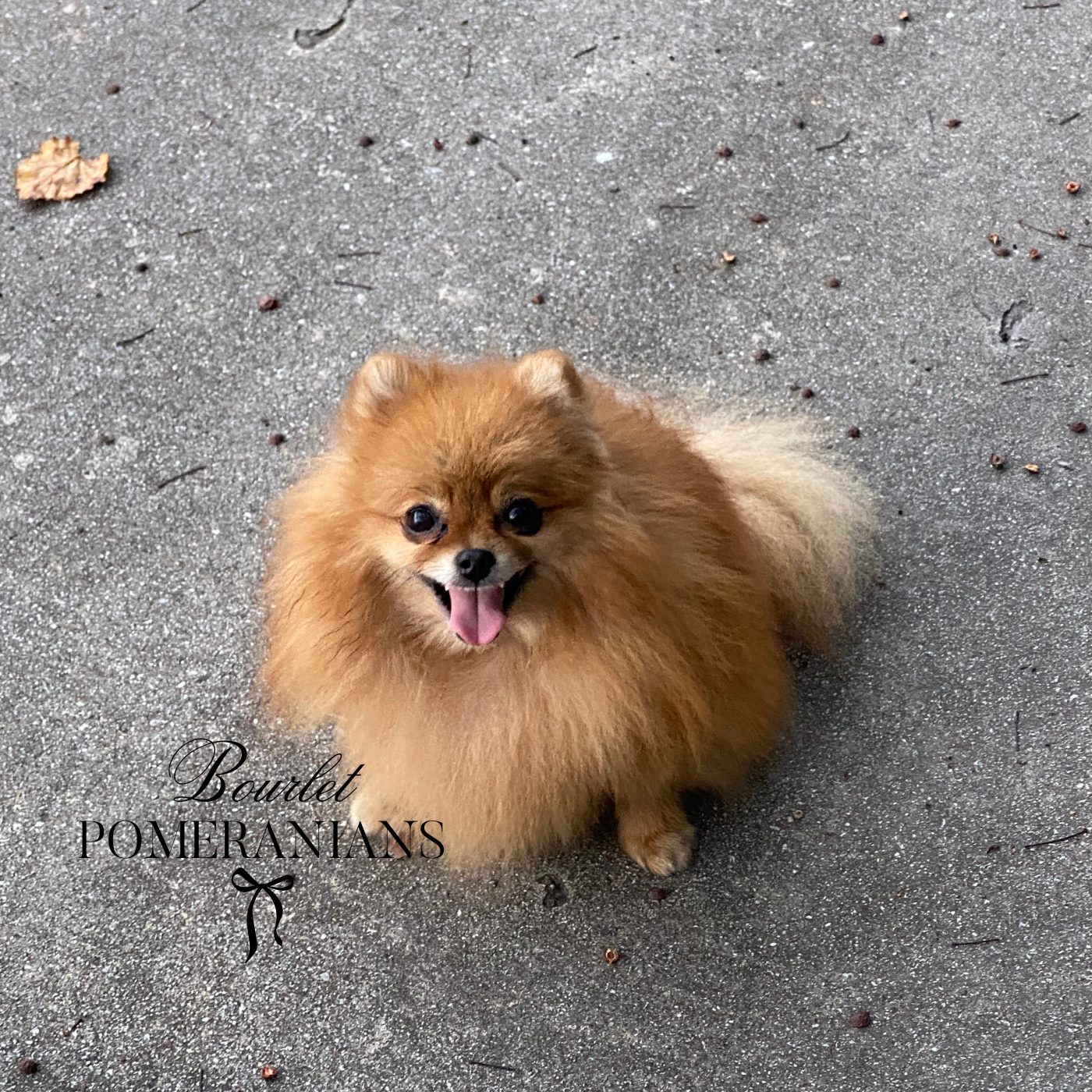 REd, a Pomeranian dam at Bourlet Pomeranians