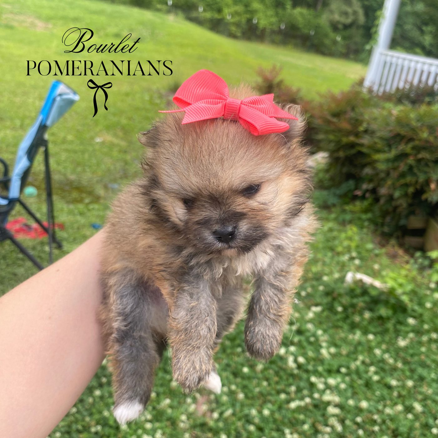 Dreamfyre, a Pomeranian dam at Bourlet Pomeranians