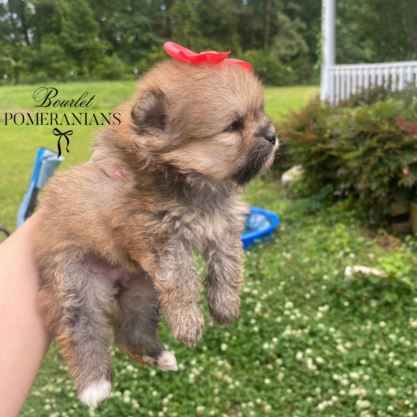 Dreamfyre, a Pomeranian dam at Bourlet Pomeranians
