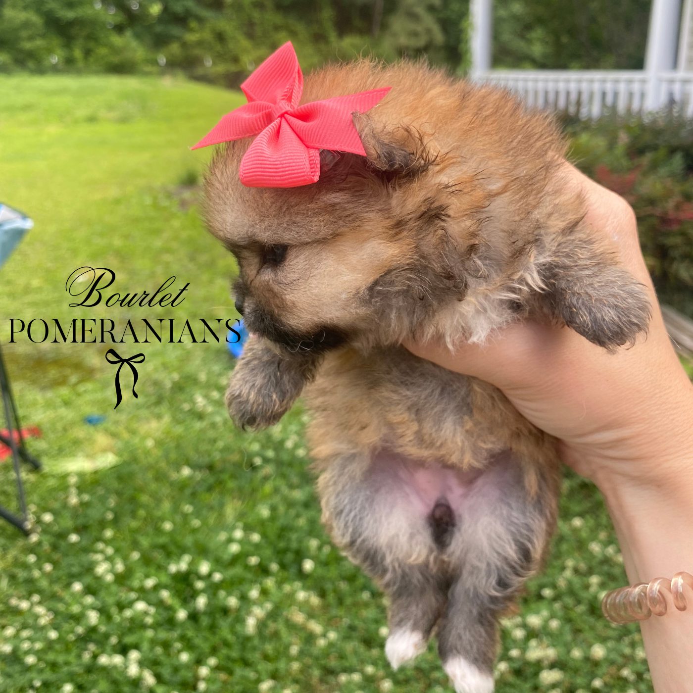 Dreamfyre, a Pomeranian dam at Bourlet Pomeranians