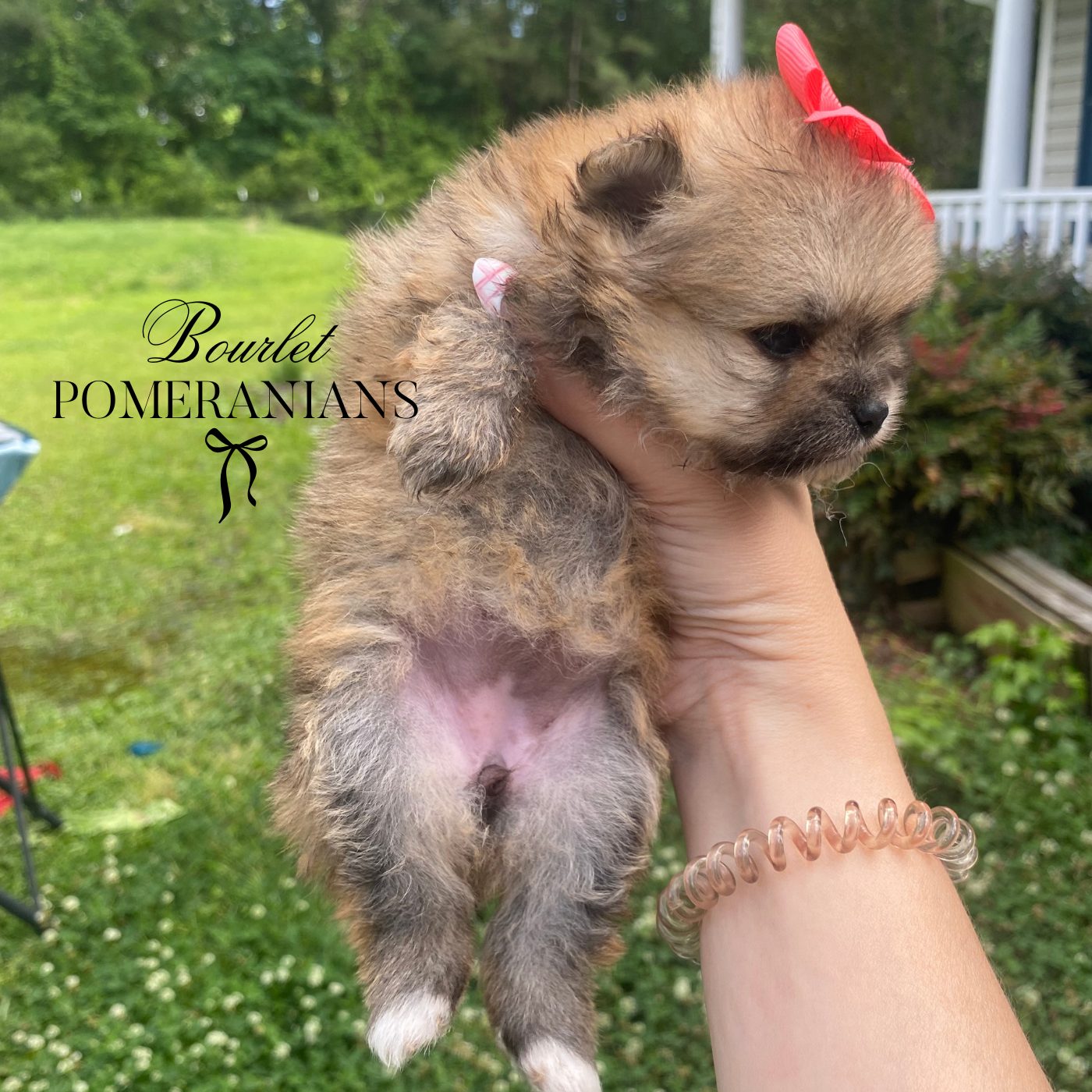 Dreamfyre, a Pomeranian dam at Bourlet Pomeranians