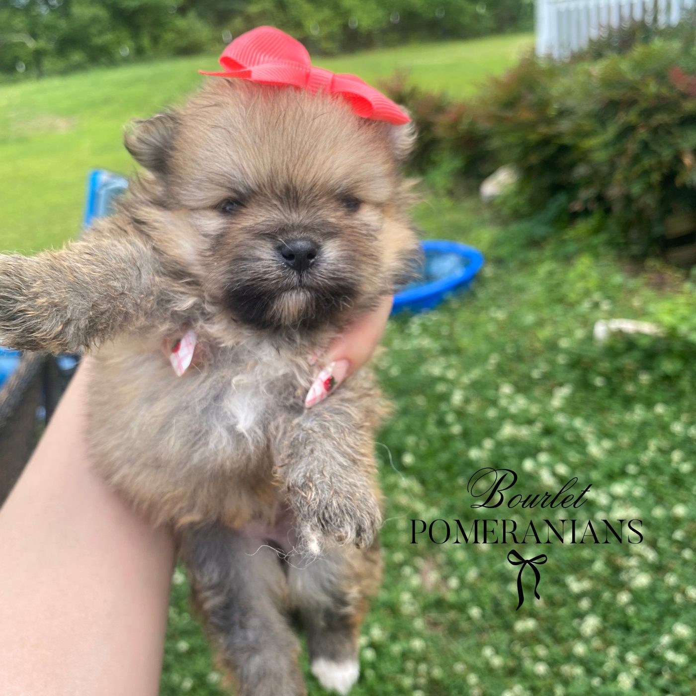 Dreamfyre, a Pomeranian dam at Bourlet Pomeranians