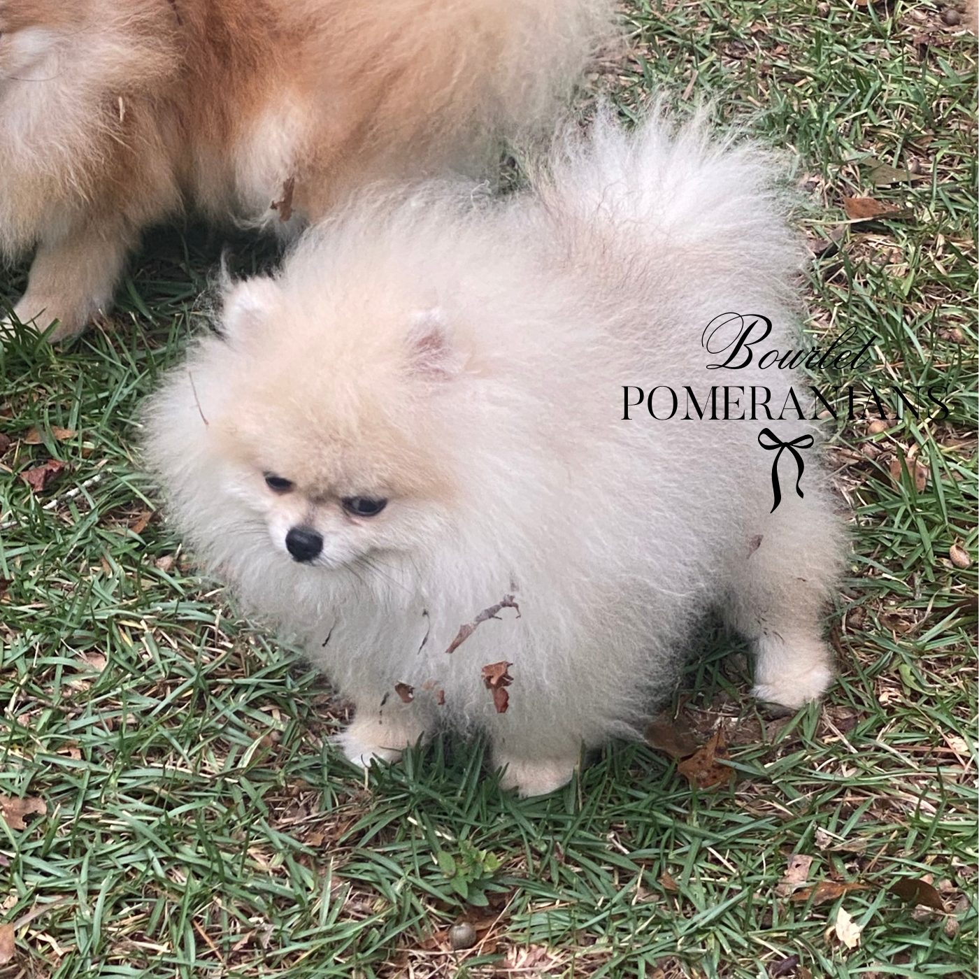 Littlefinger, a Pomeranian sire at Bourlet Pomeranians