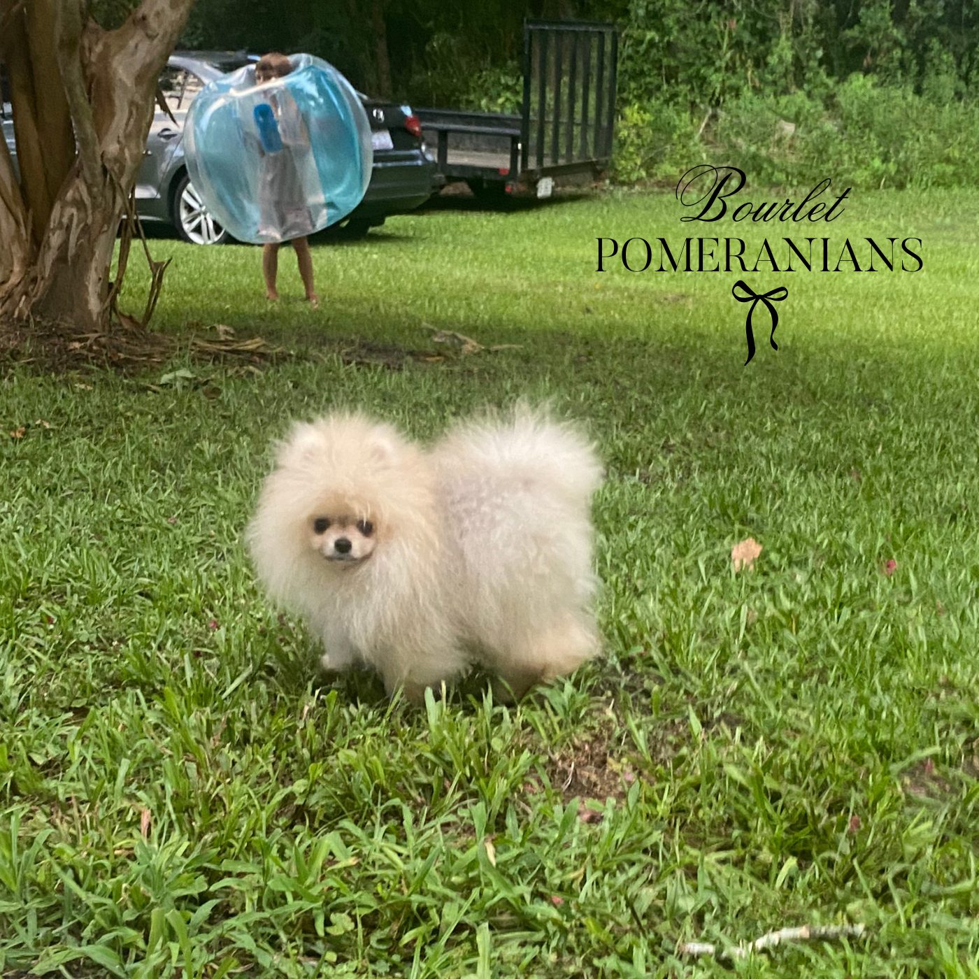 Littlefinger, a Pomeranian sire at Bourlet Pomeranians