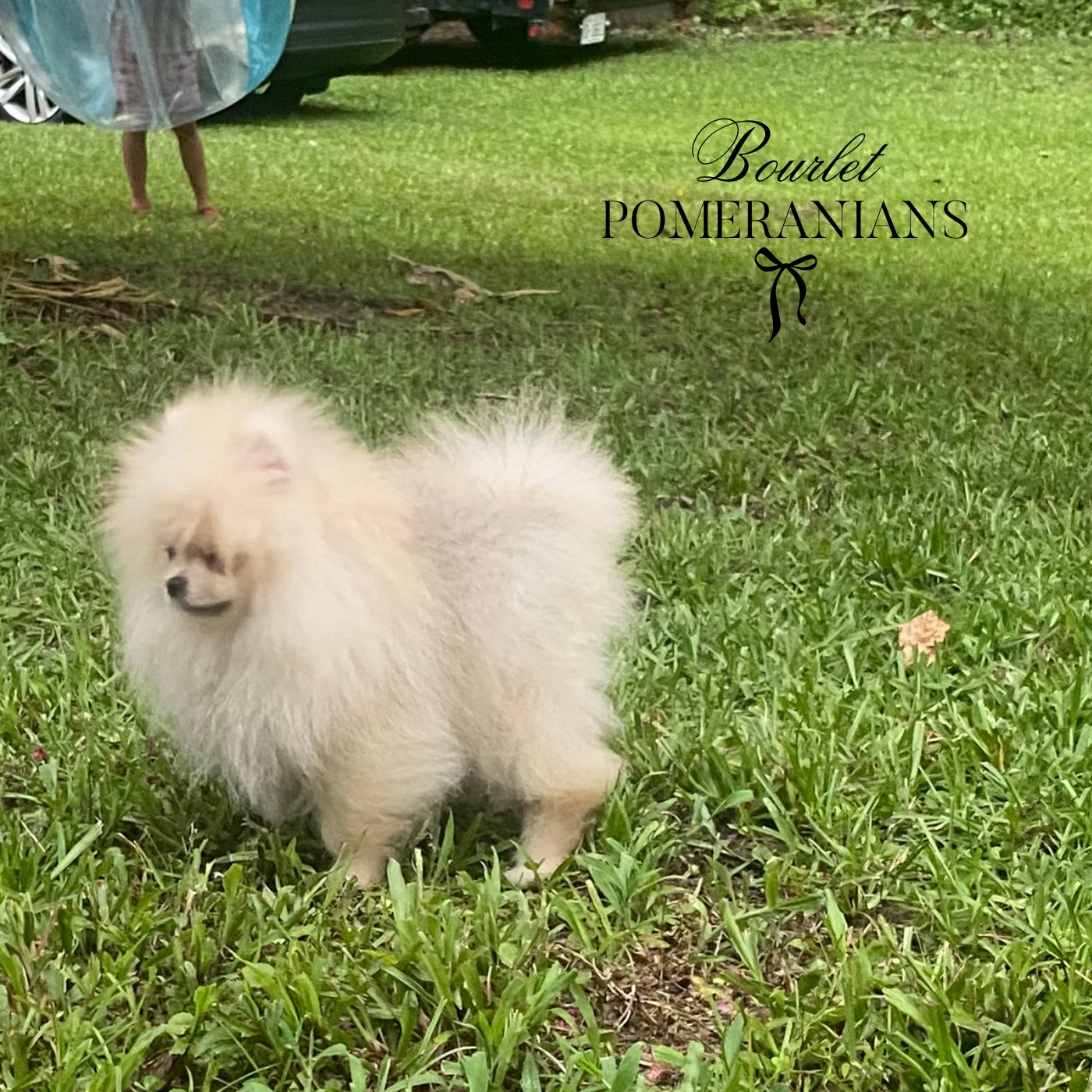 Littlefinger, a Pomeranian sire at Bourlet Pomeranians