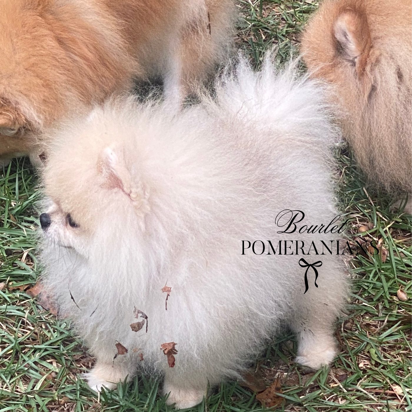 Littlefinger, a Pomeranian sire at Bourlet Pomeranians