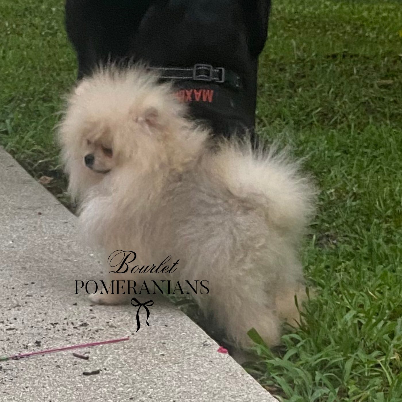 Littlefinger, a Pomeranian sire at Bourlet Pomeranians