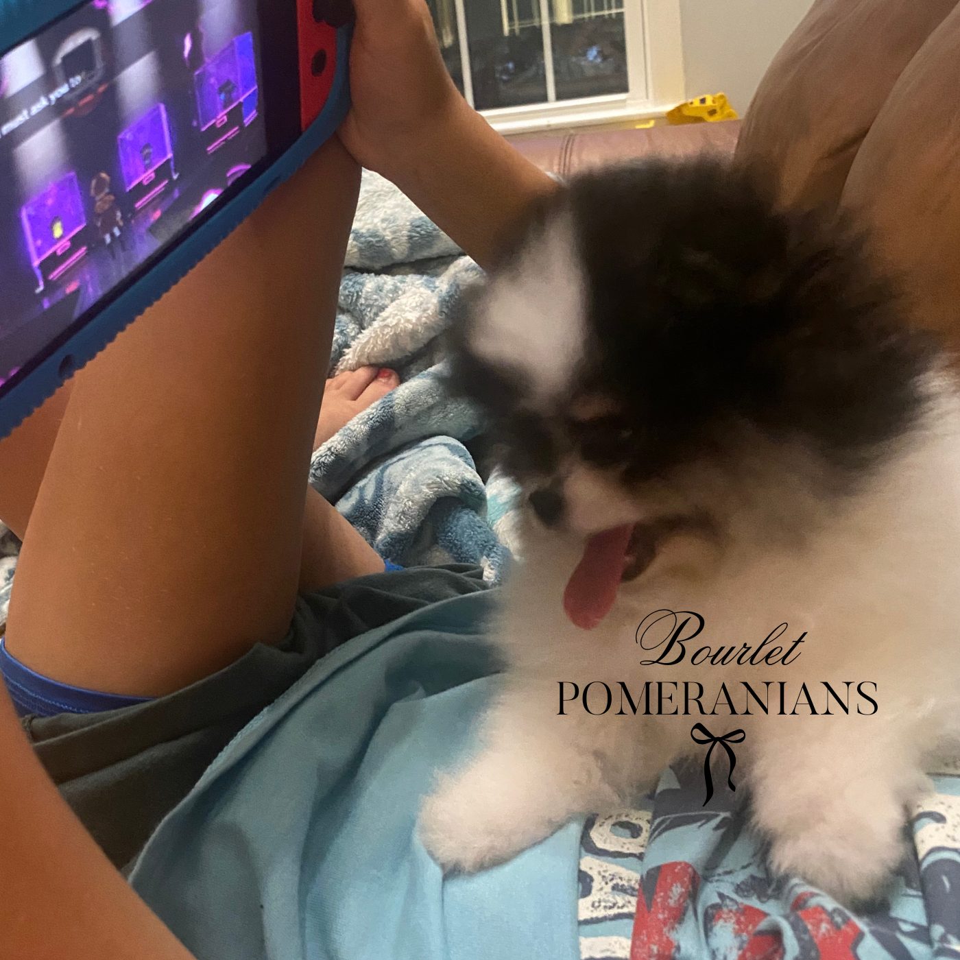 Stormcloud (Upcoming sire for 2026), a Pomeranian sire at Bourlet Pomeranians