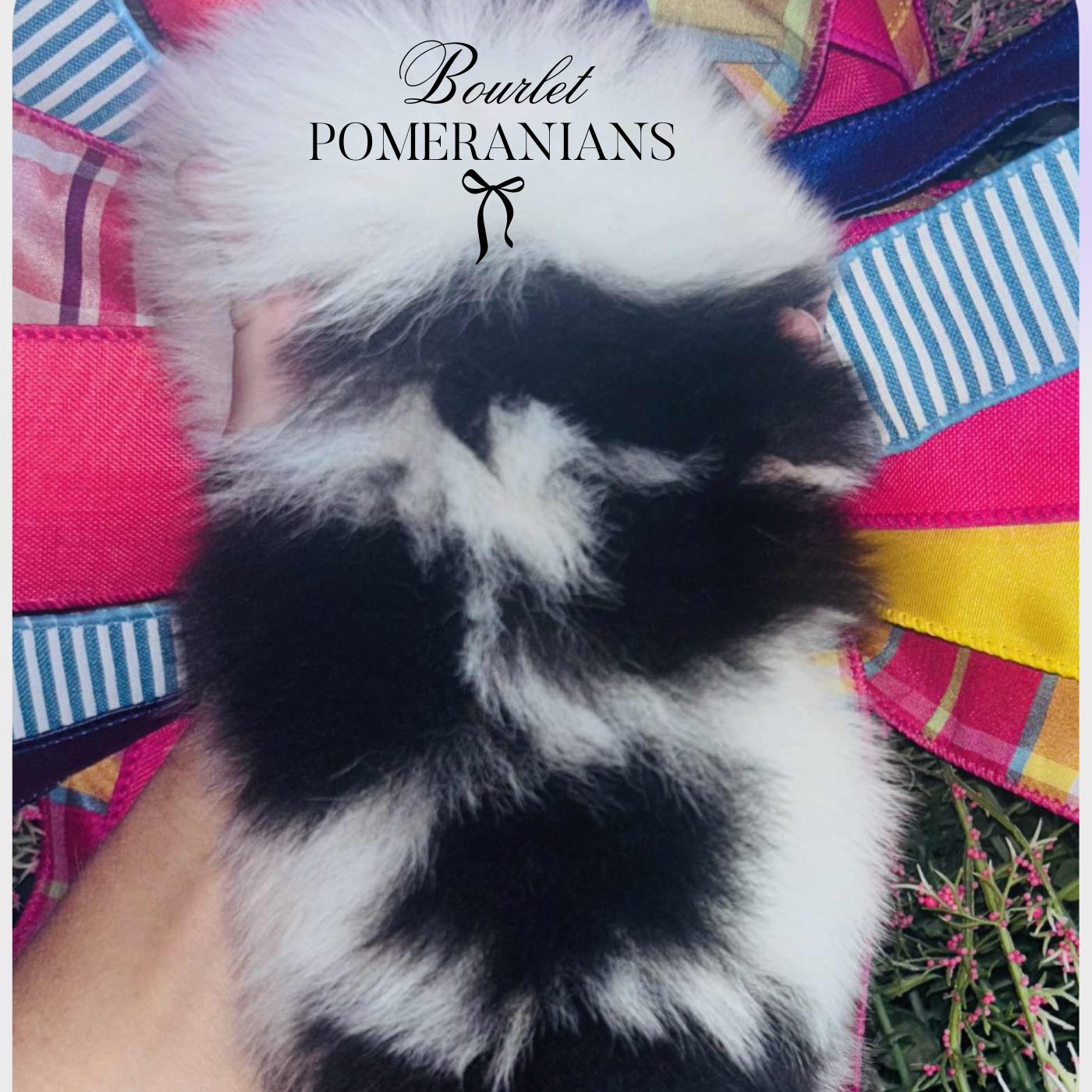 Stormcloud (Upcoming sire for 2026), a Pomeranian sire at Bourlet Pomeranians