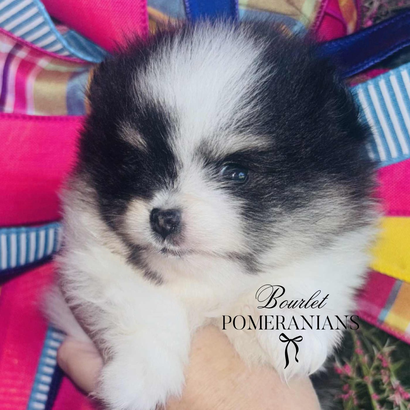 Stormcloud (Upcoming sire for 2026), a Pomeranian sire at Bourlet Pomeranians