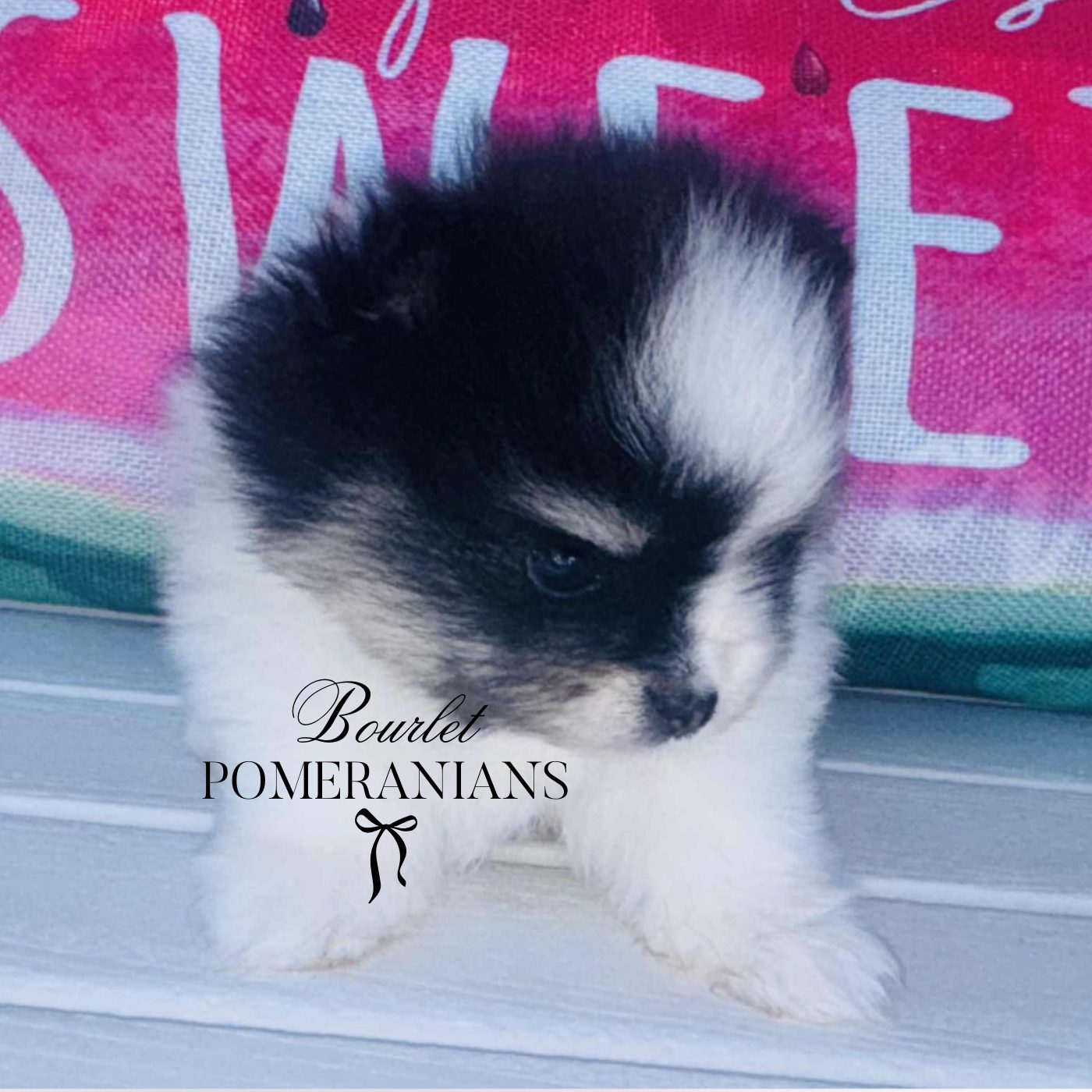 Stormcloud (Upcoming sire for 2026), a Pomeranian sire at Bourlet Pomeranians