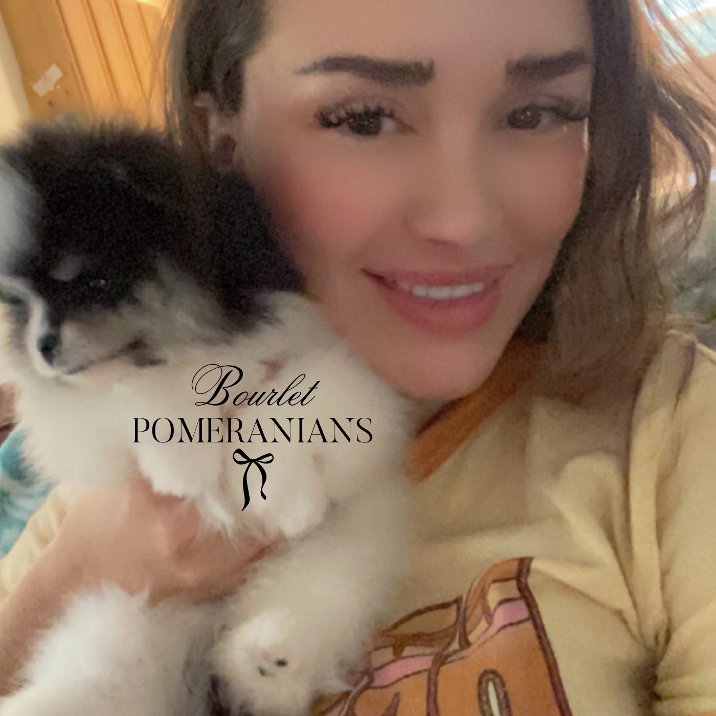 Stormcloud (Upcoming sire for 2026), a Pomeranian sire at Bourlet Pomeranians