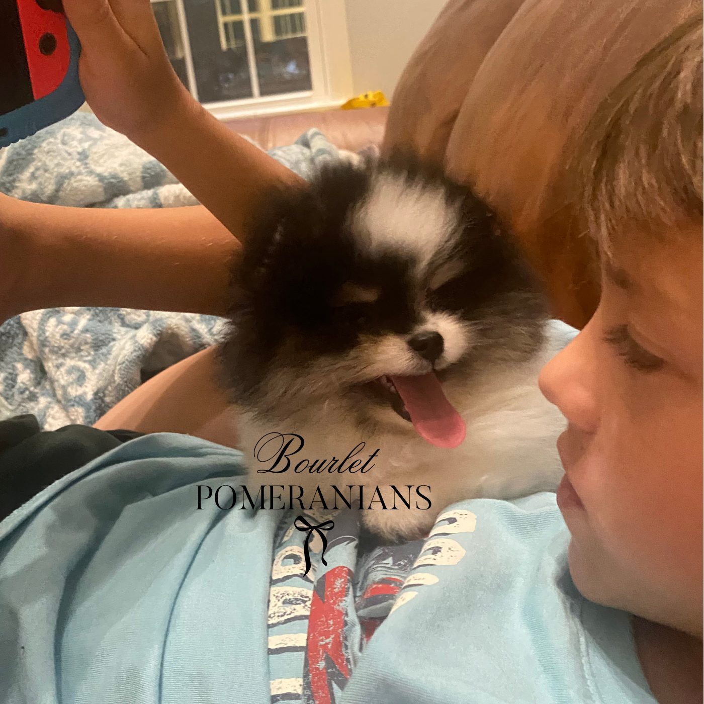 Stormcloud (Upcoming sire for 2026), a Pomeranian sire at Bourlet Pomeranians