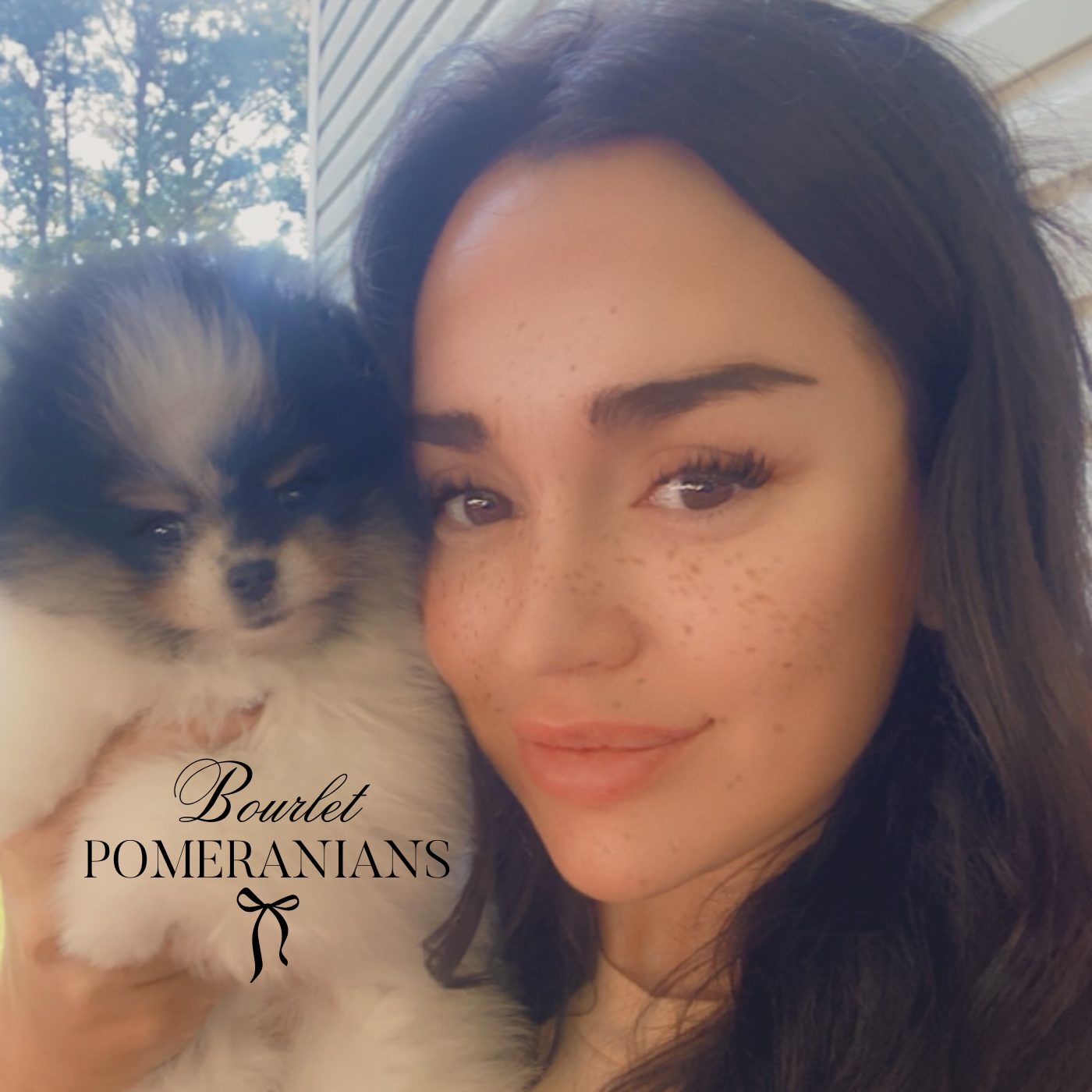 Stormcloud (Upcoming sire for 2026), a Pomeranian sire at Bourlet Pomeranians