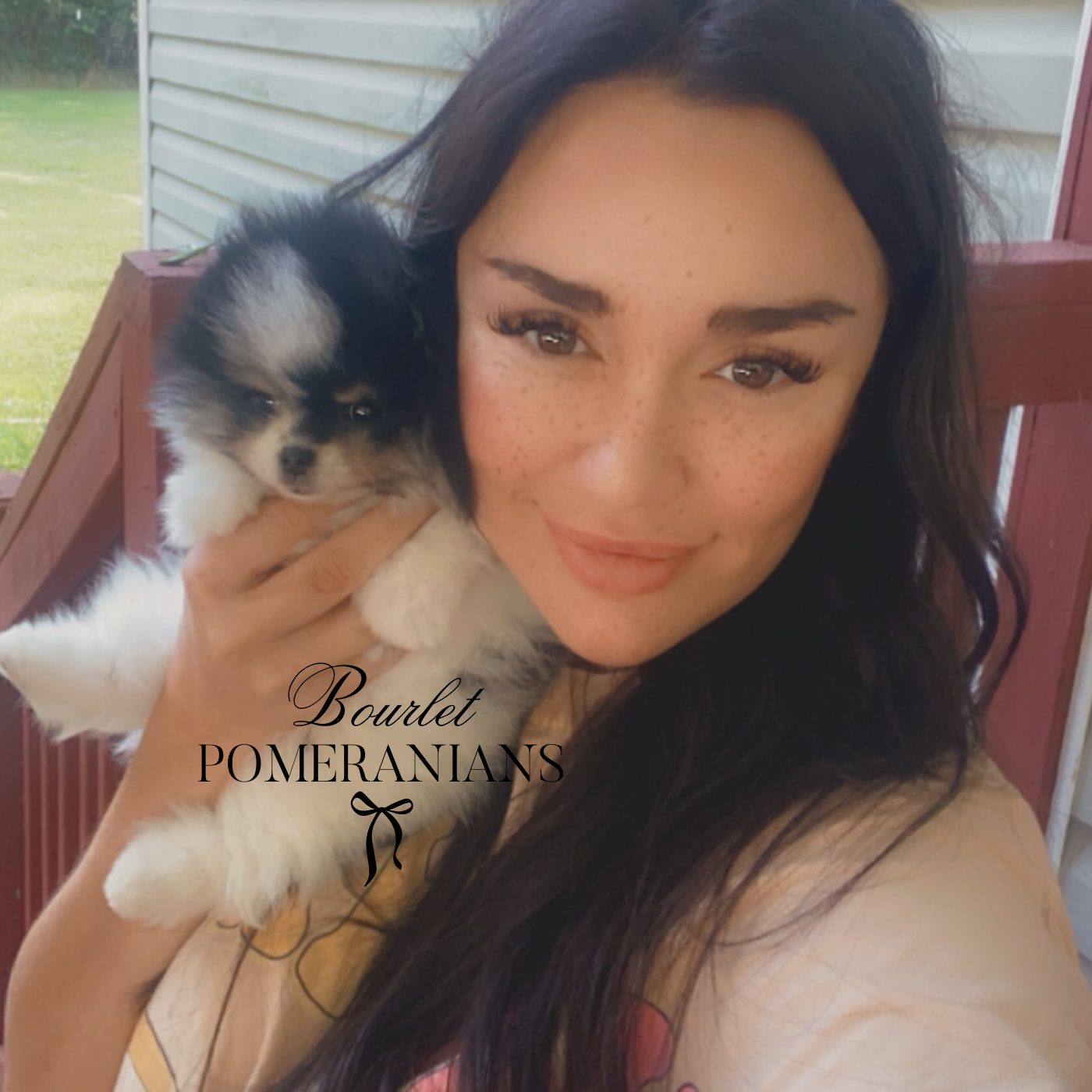 Stormcloud (Upcoming sire for 2026), a Pomeranian sire at Bourlet Pomeranians