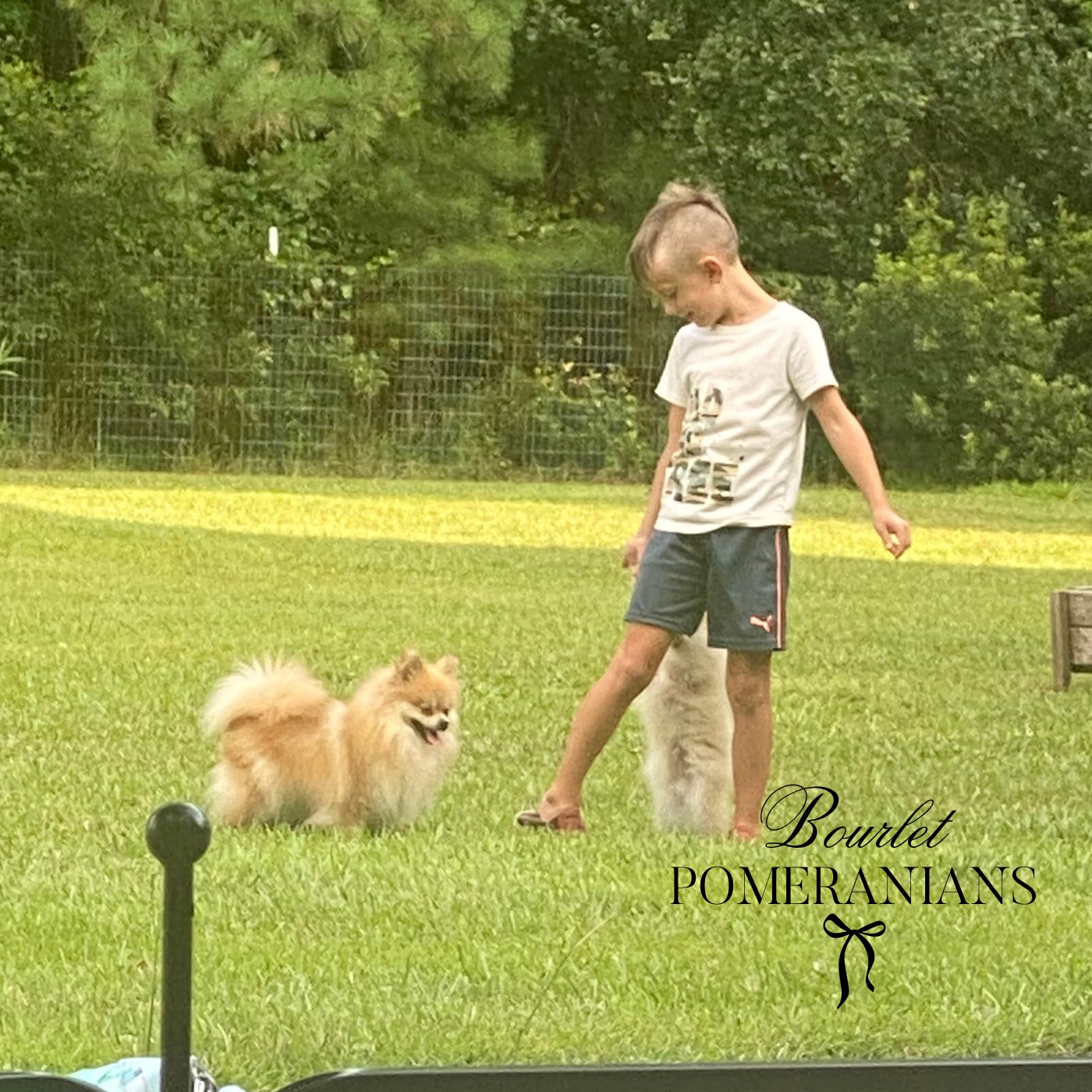Brienne, a Pomeranian dam at Bourlet Pomeranians