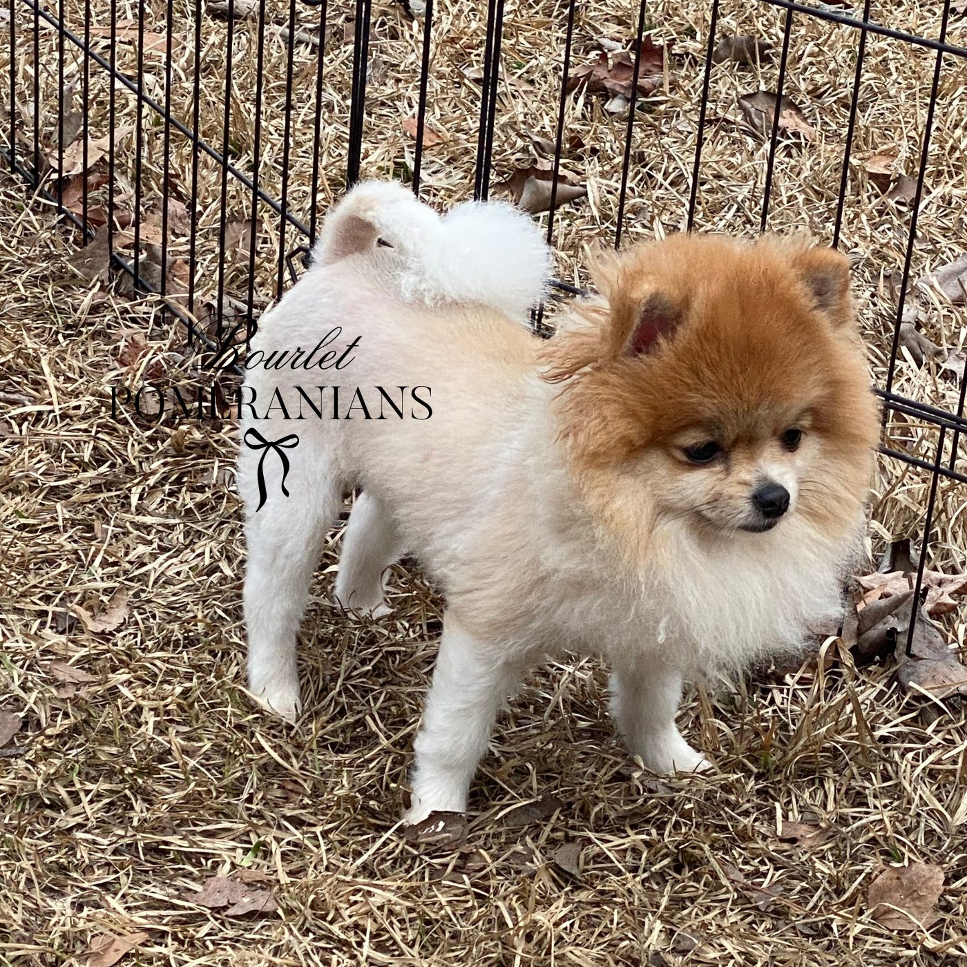 Sansa, a Pomeranian dam at Bourlet Pomeranians