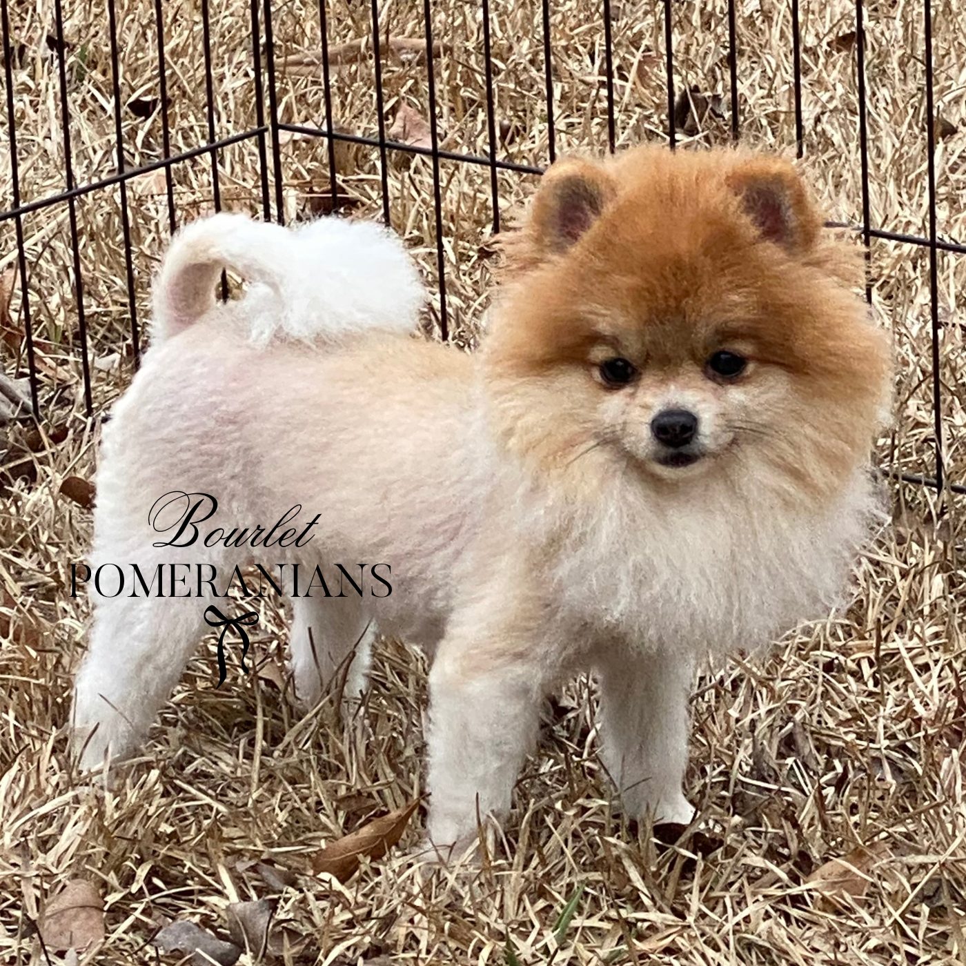 Sansa, a Pomeranian dam at Bourlet Pomeranians