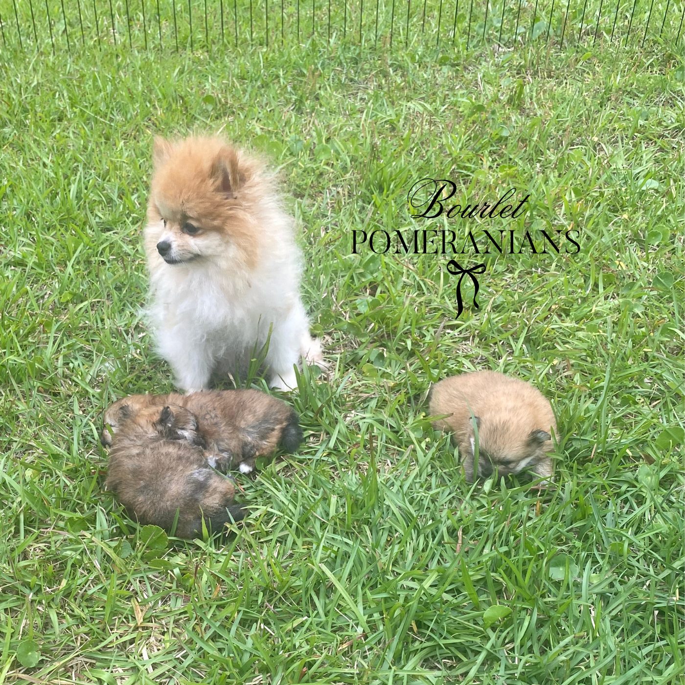 Sansa, a Pomeranian dam at Bourlet Pomeranians