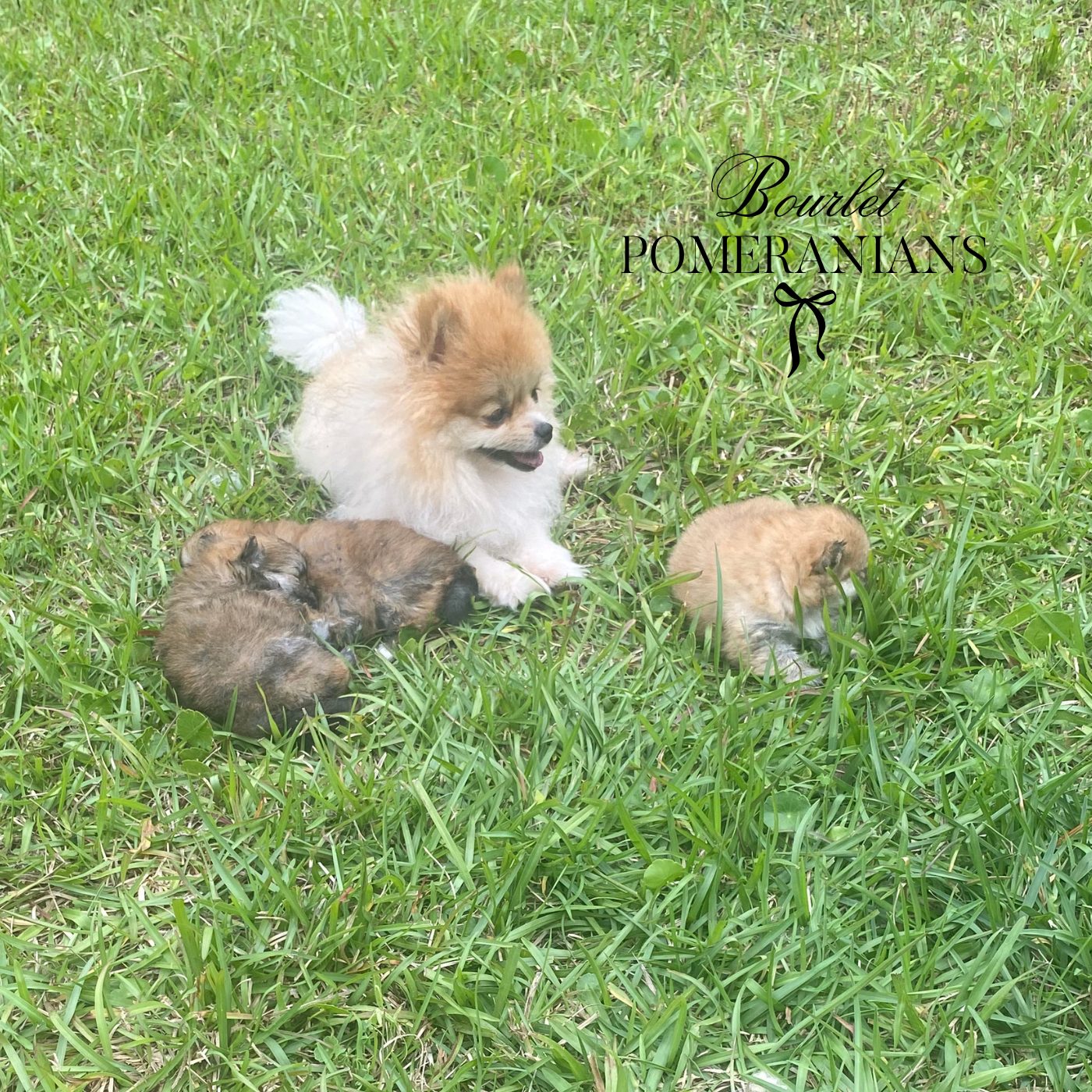 Sansa, a Pomeranian dam at Bourlet Pomeranians