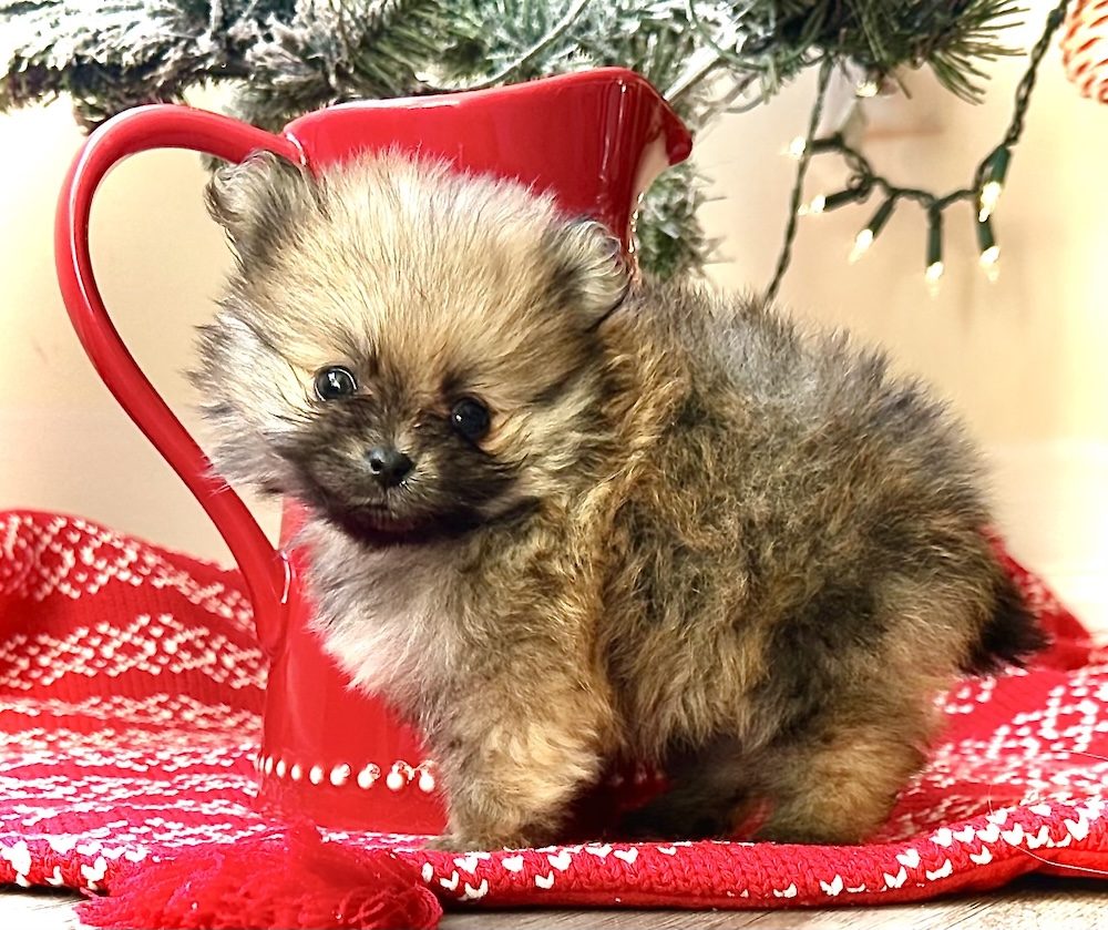 Chrissy, a Female Pomeranian puppy