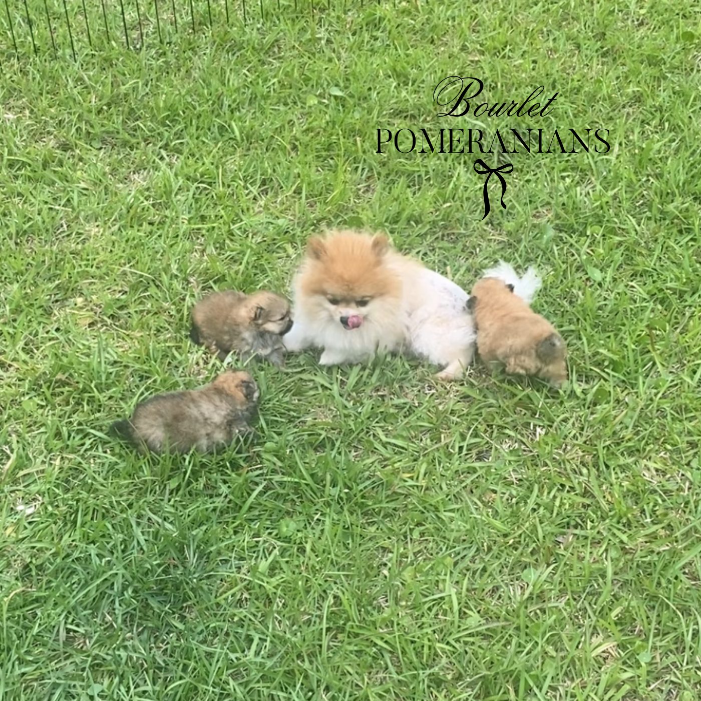 Sansa, a Pomeranian dam at Bourlet Pomeranians