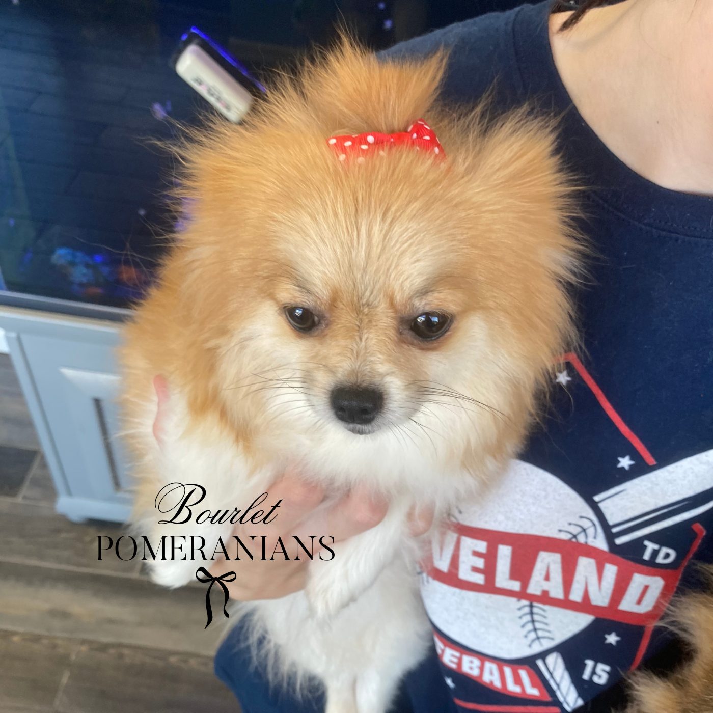 Sansa, a Pomeranian dam at Bourlet Pomeranians