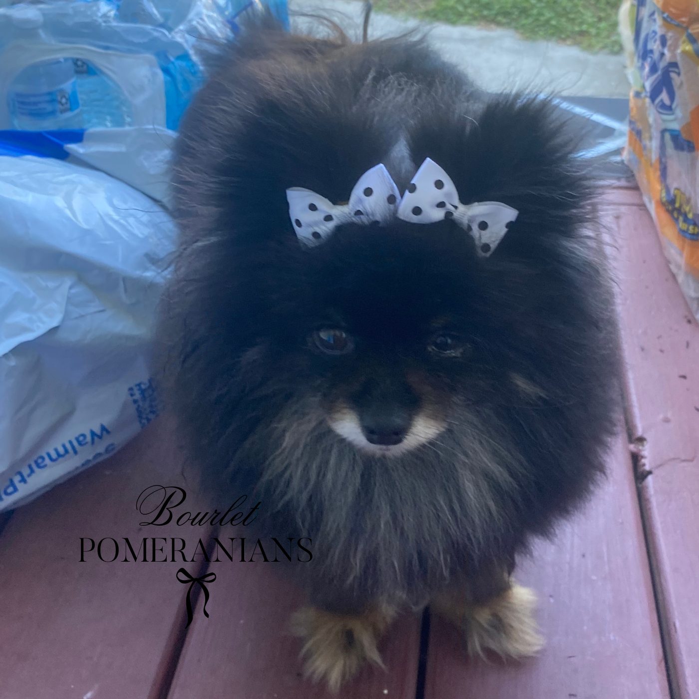 Raven, a Pomeranian dam at Bourlet Pomeranians
