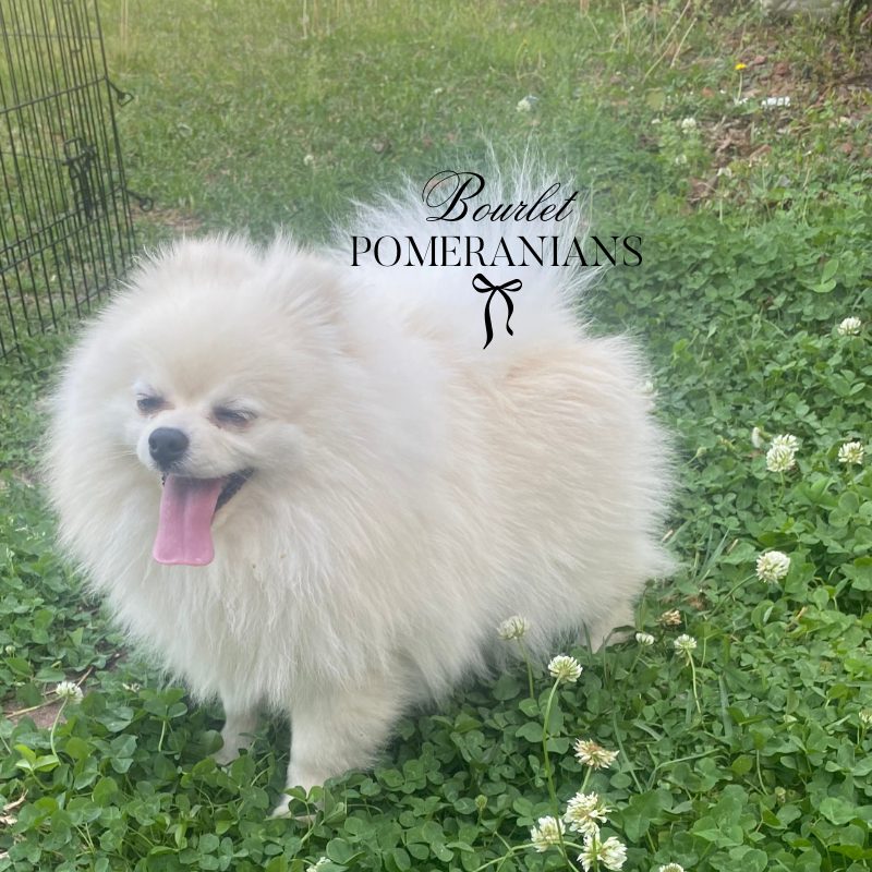 Agatha, a Pomeranian dam at Bourlet Pomeranians