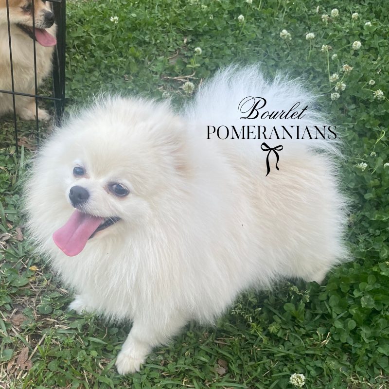 Agatha, a Pomeranian dam at Bourlet Pomeranians