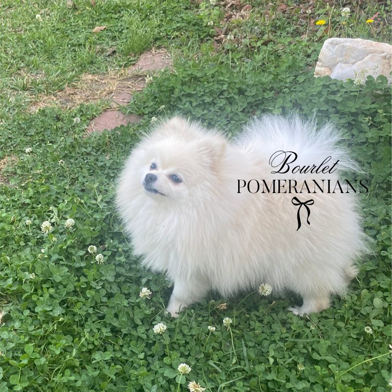 Agatha, a Pomeranian dam at Bourlet Pomeranians
