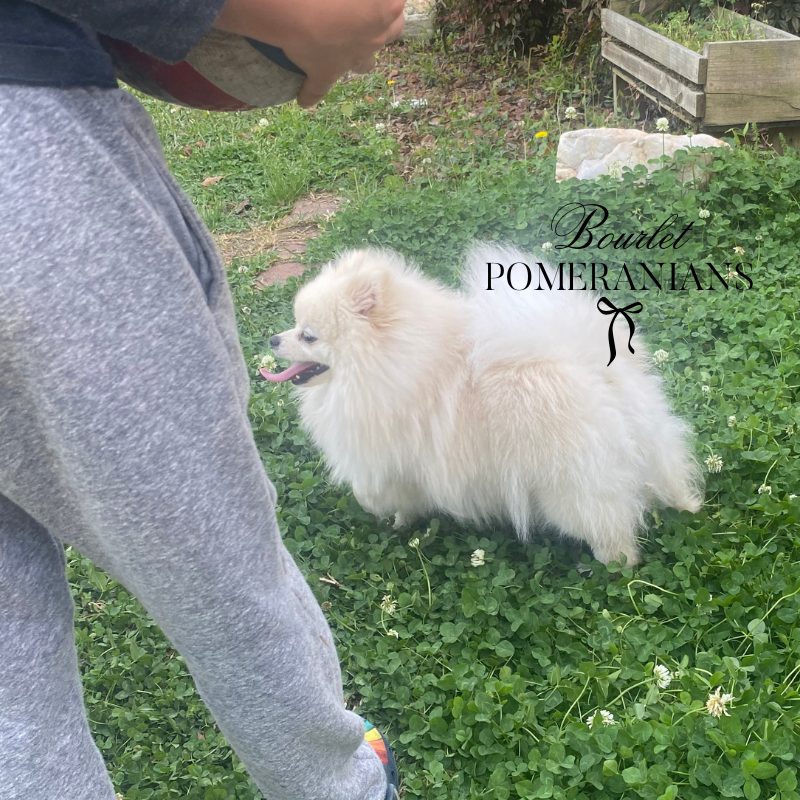 Agatha, a Pomeranian dam at Bourlet Pomeranians