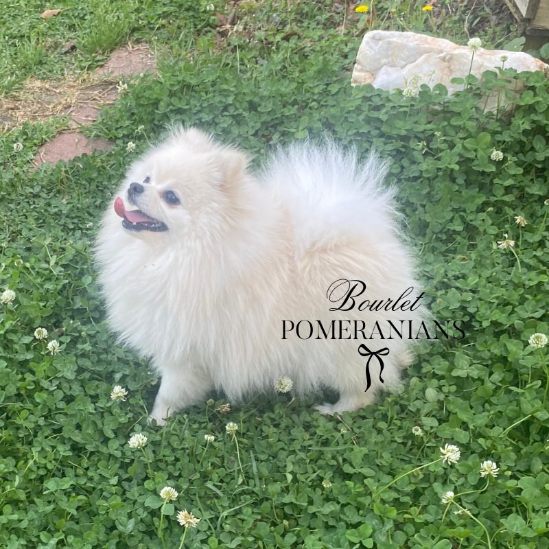 Agatha, a Pomeranian dam at Bourlet Pomeranians