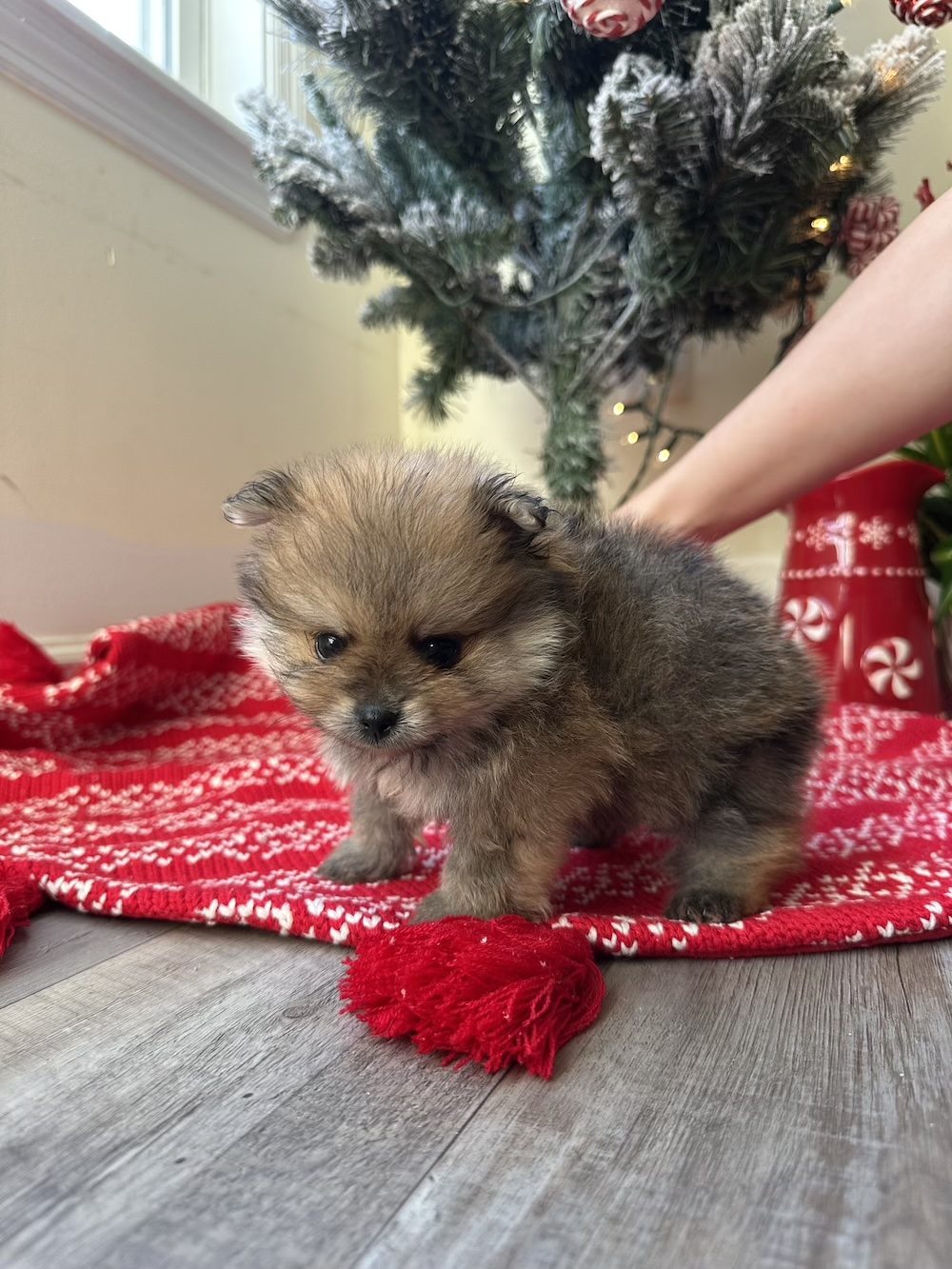 Lola, a Female Pomeranian puppy