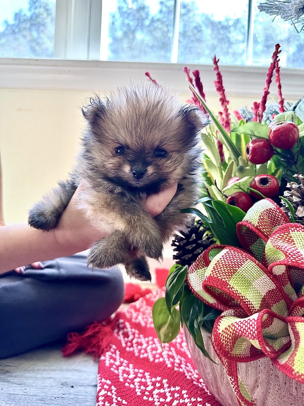 Huntley, a Male Pomeranian puppy