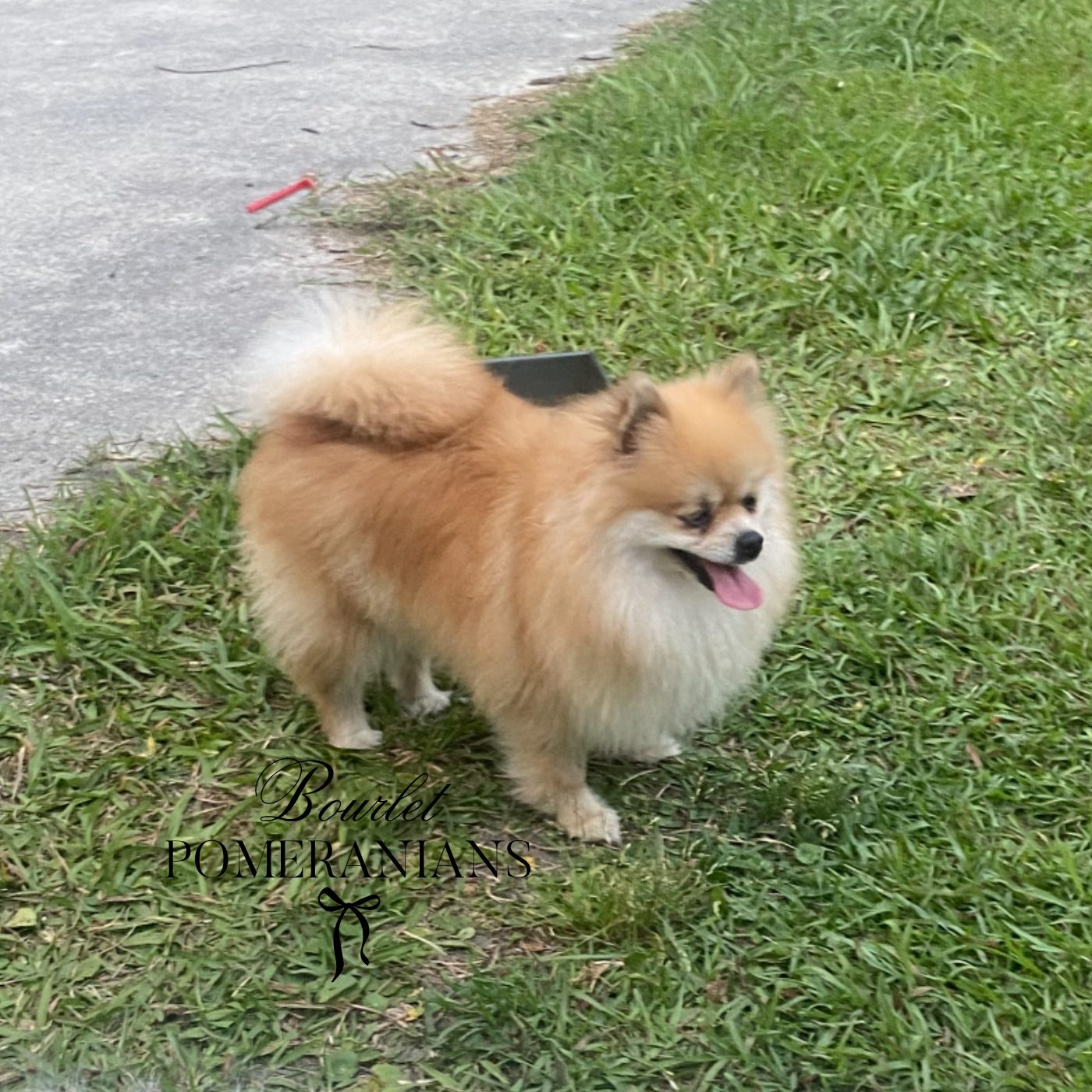 Brienne, a Pomeranian dam at Bourlet Pomeranians