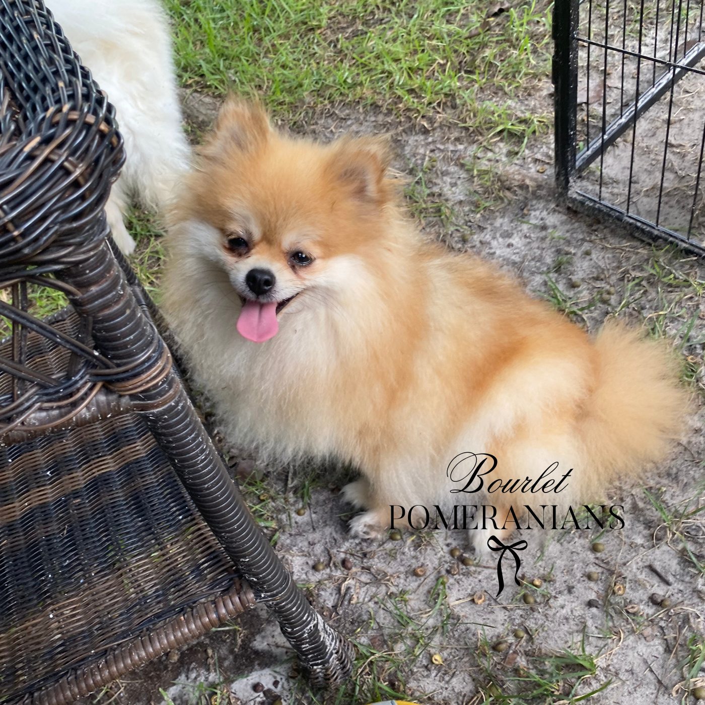 Brienne, a Pomeranian dam at Bourlet Pomeranians