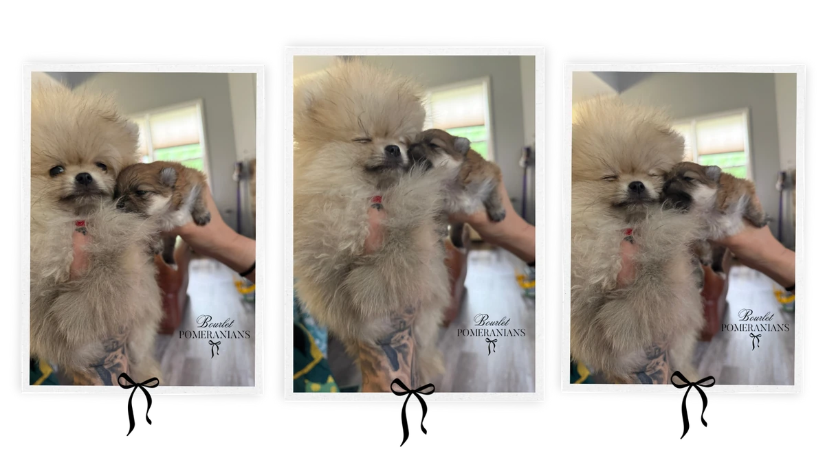 Bourlet Pomeranians puppies
