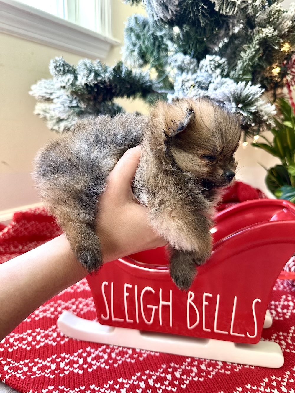Huntley, a Male Pomeranian puppy
